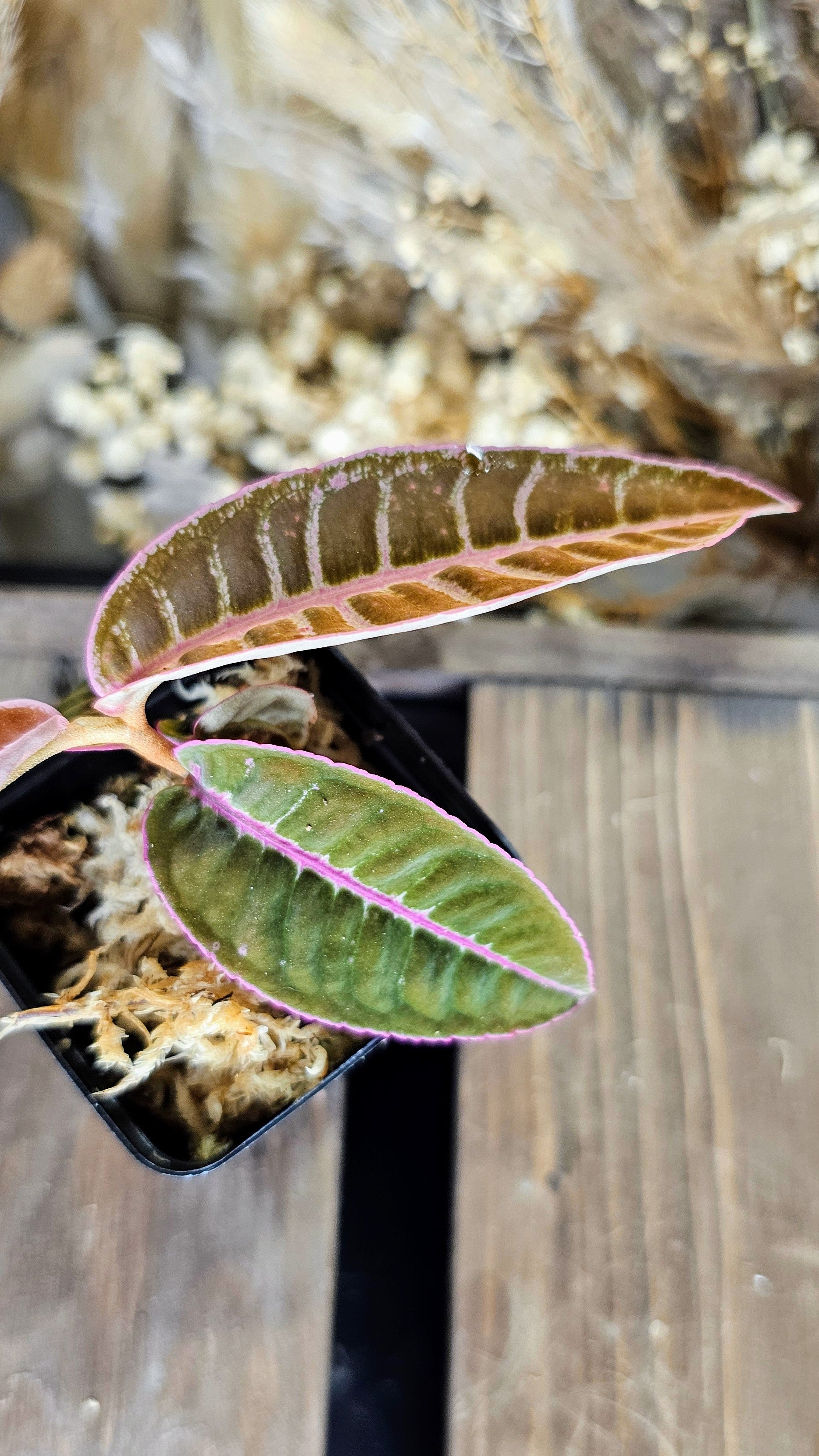 Labisa sp. Riau Electric Pink (WLO2)