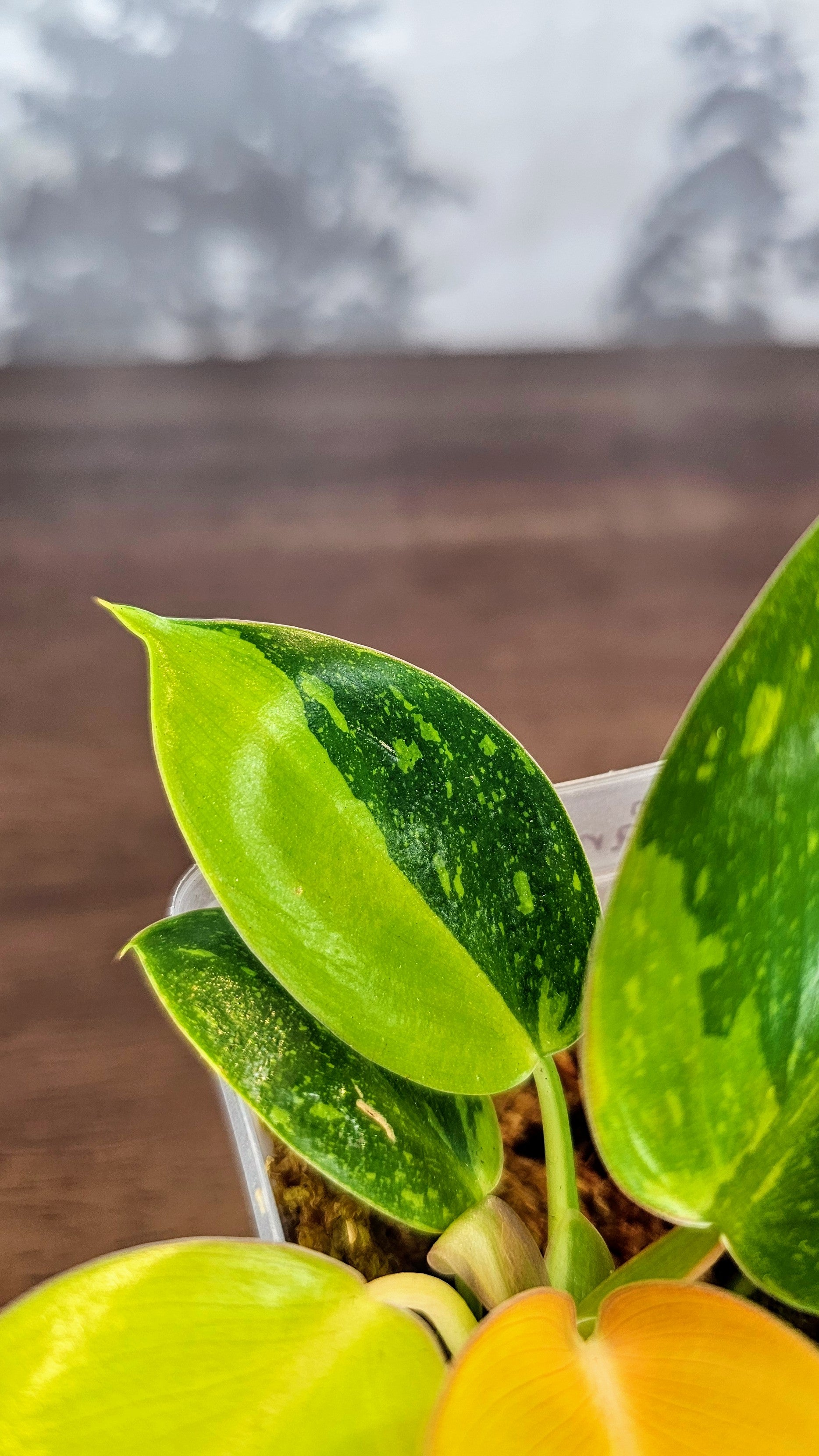 Philodendron Green Congo Nuclear