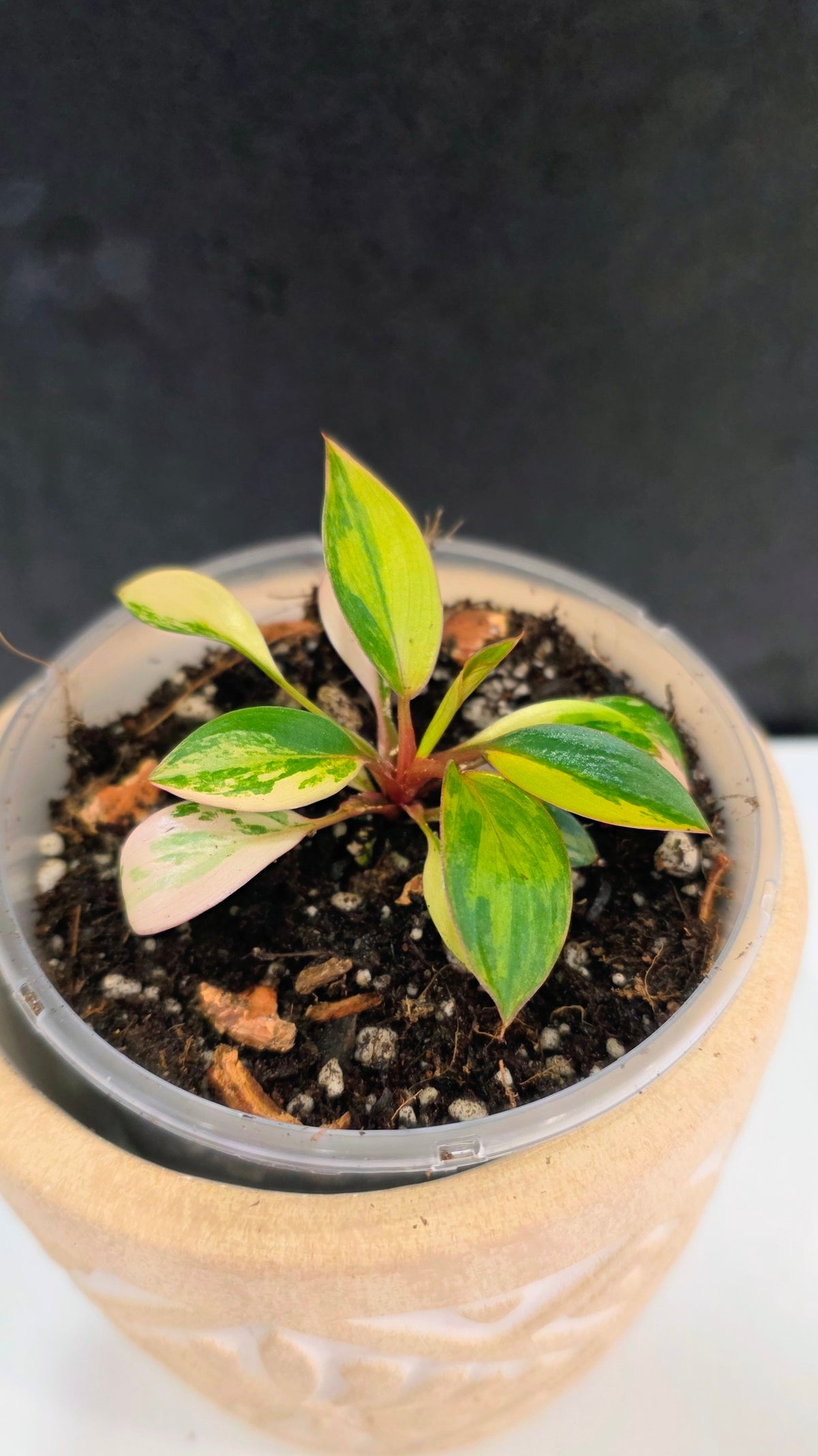 Philodendron Red Congo Variegated D