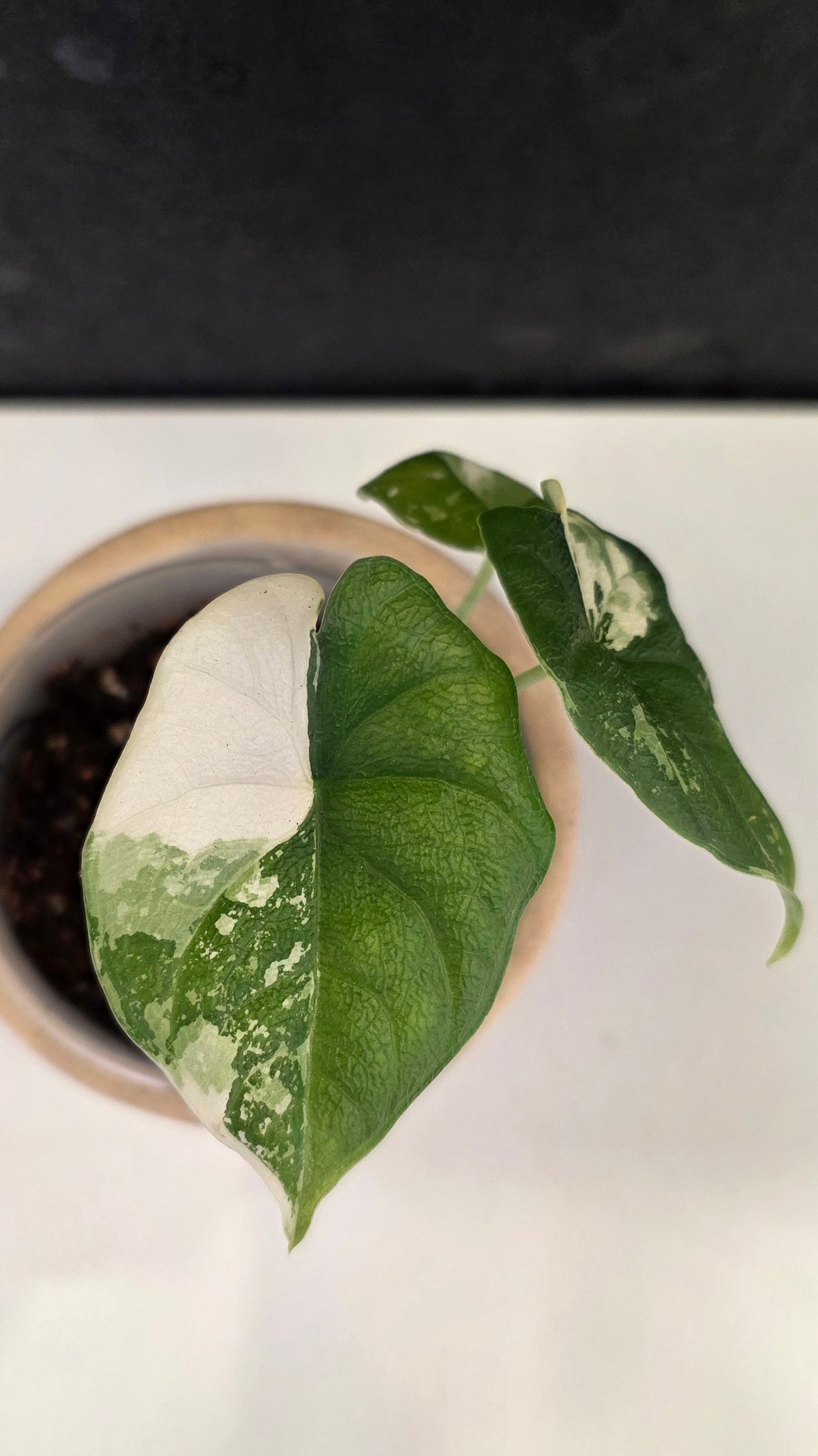 Alocasia Melo Albo C