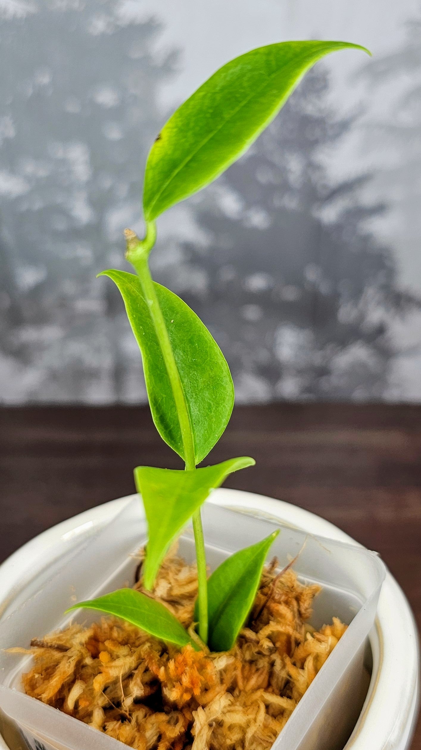 Hoya Paradisea (WA22)