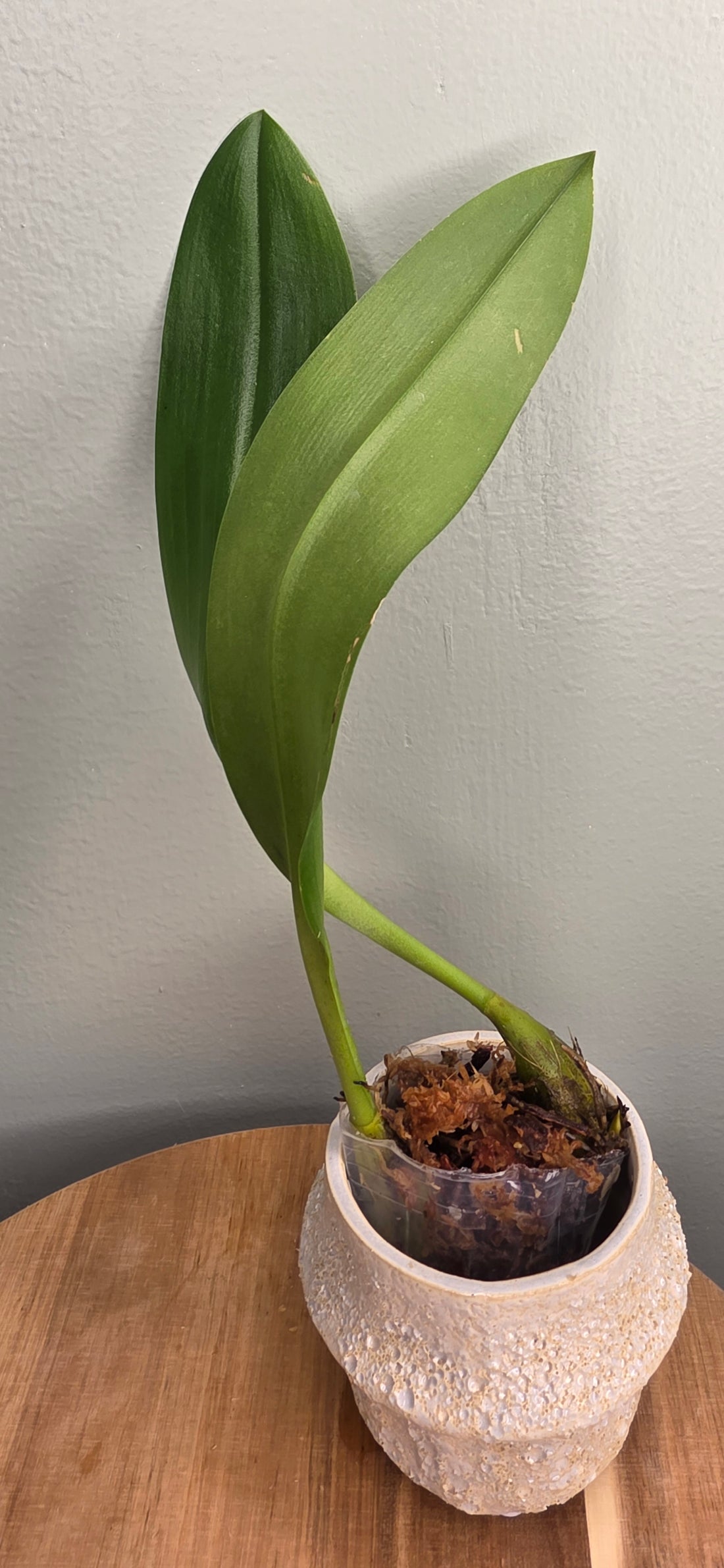 Bulbophyllum lobbii