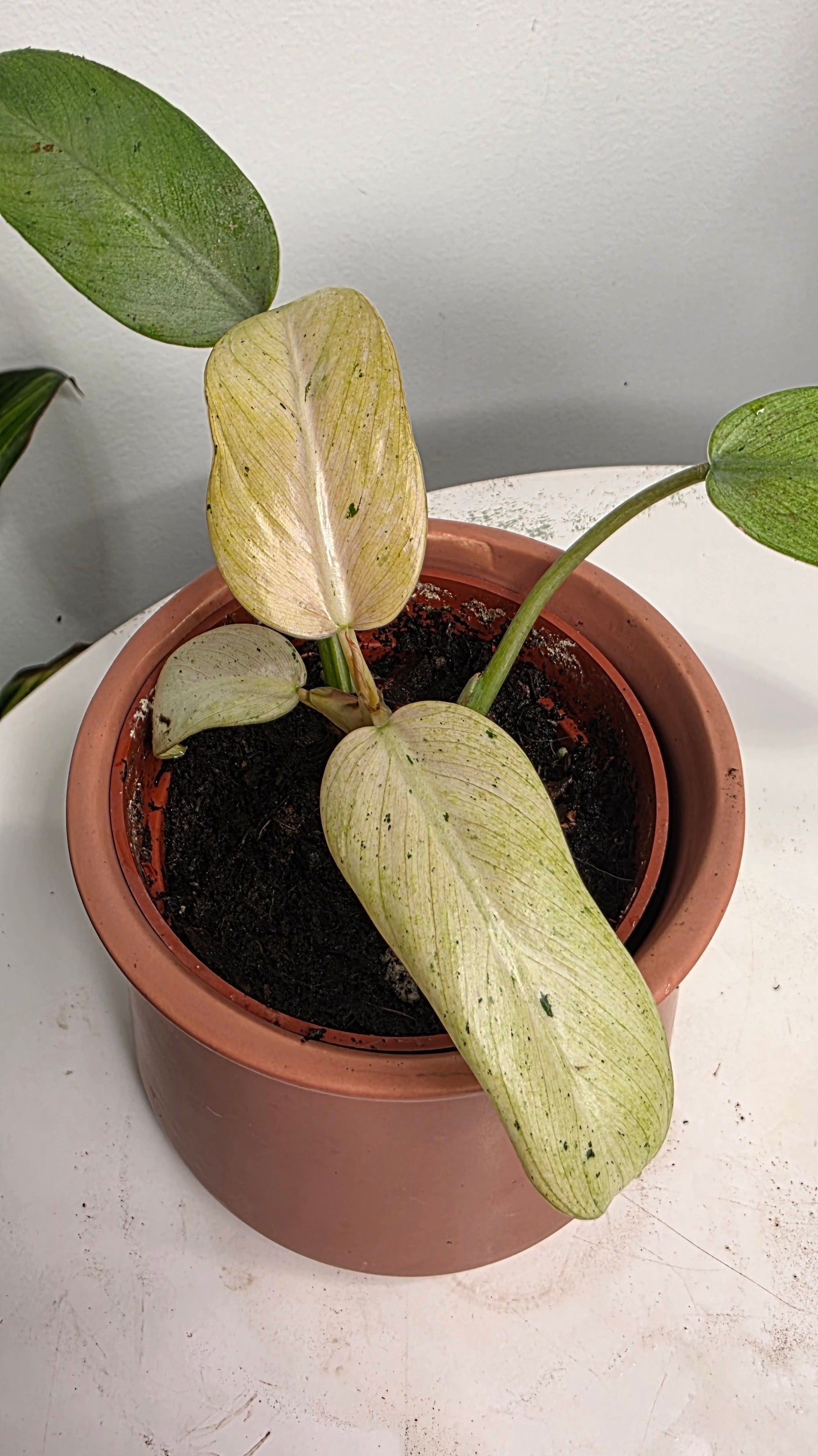 Philodendron Snowdrift Variegated D