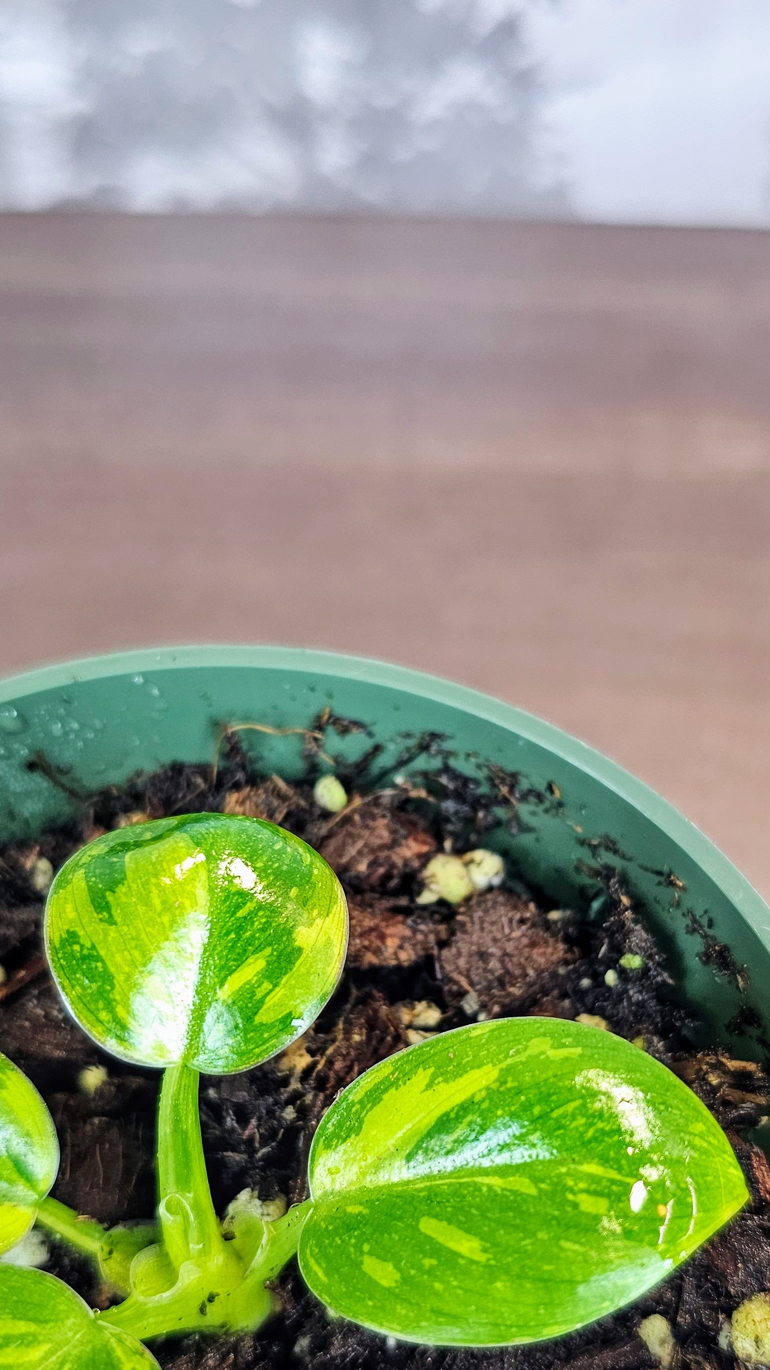 Philodendron Green Congo Nuclear (PH01)