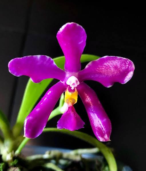 Palaenopsis pulchra
