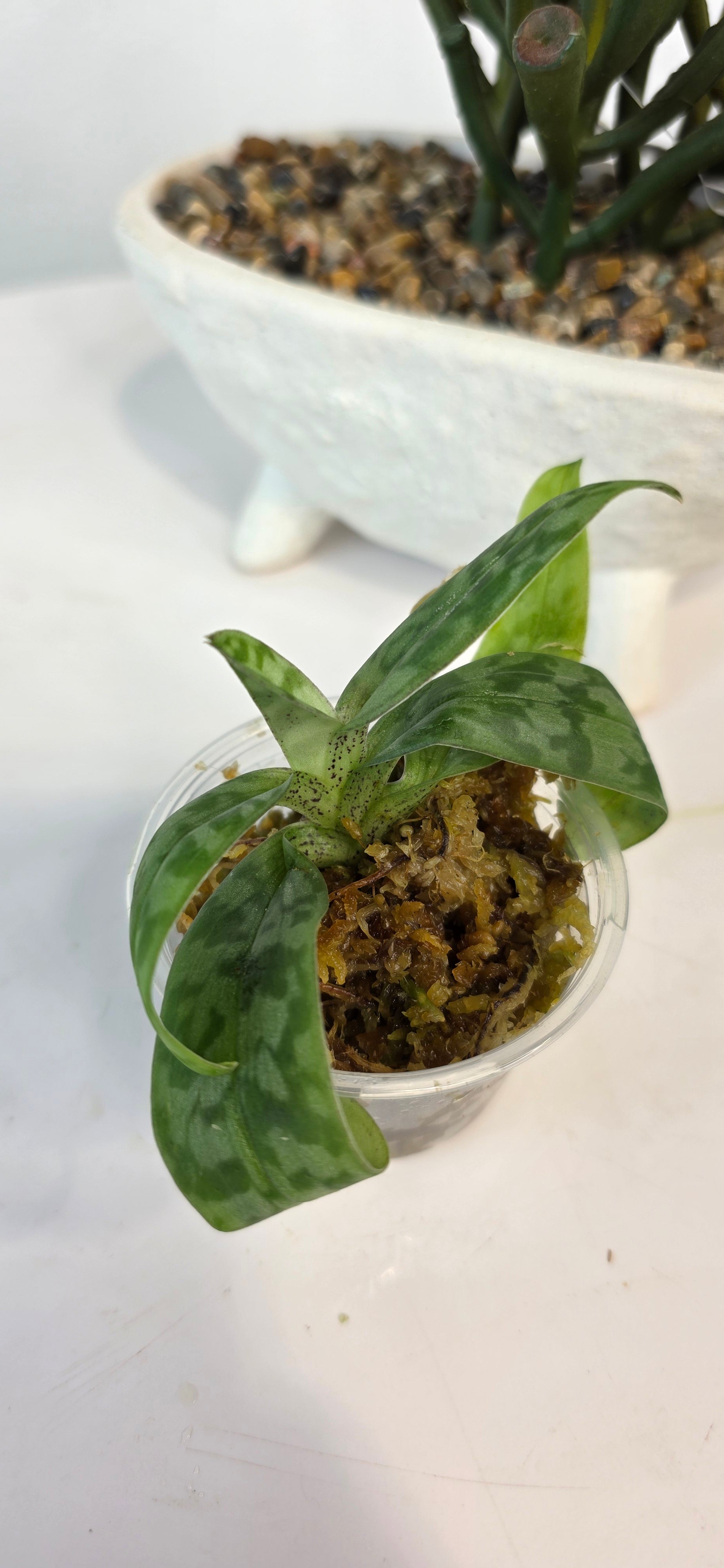 Paphiopedilum wardii
