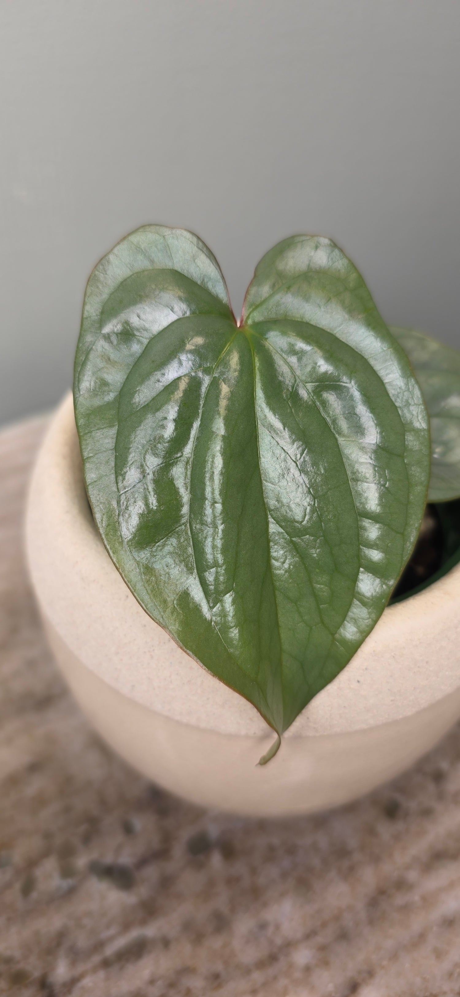 Anthurium sp Silver Peru B
