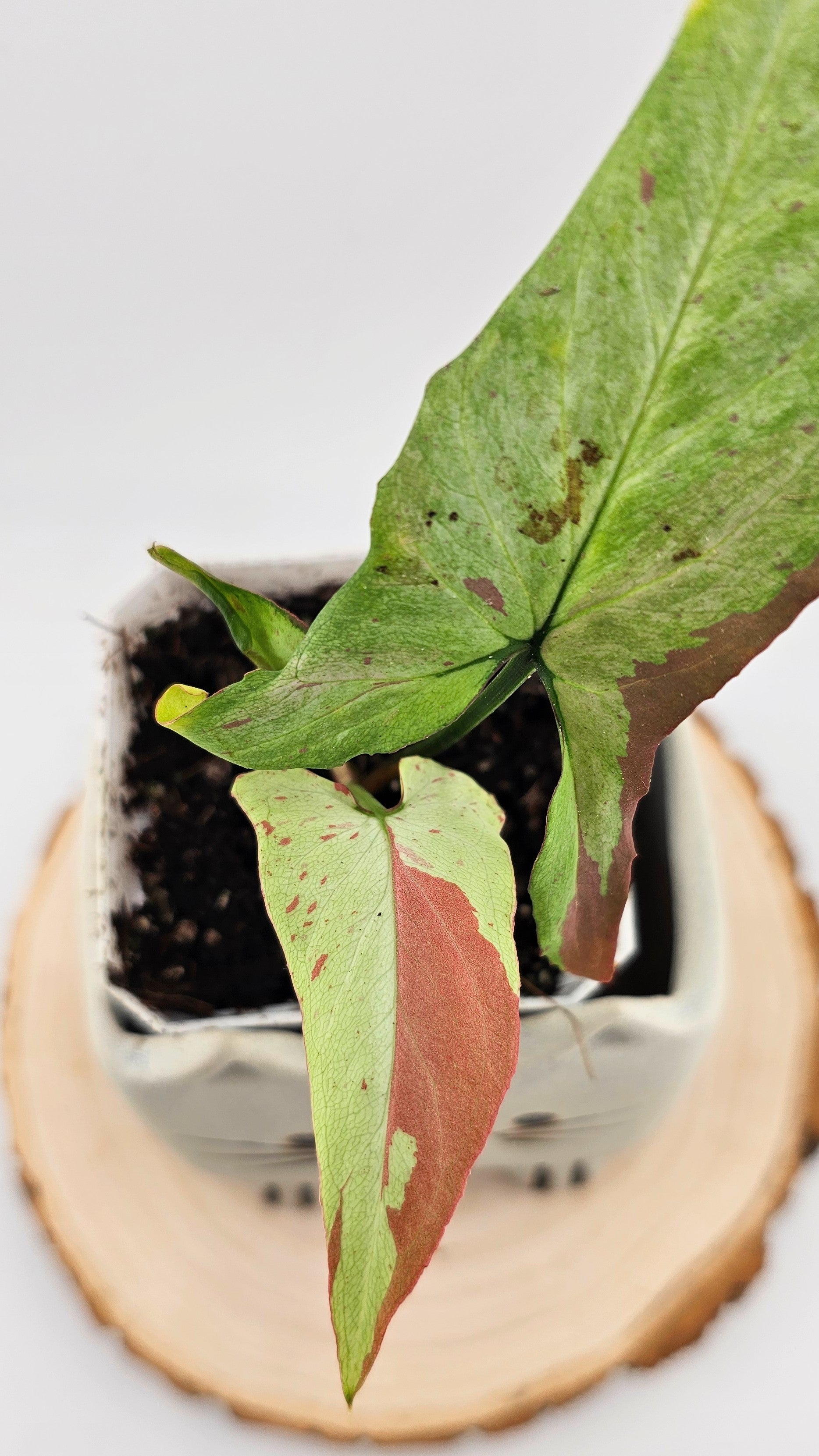 Syngonium orm nagpum pink salmon (D)