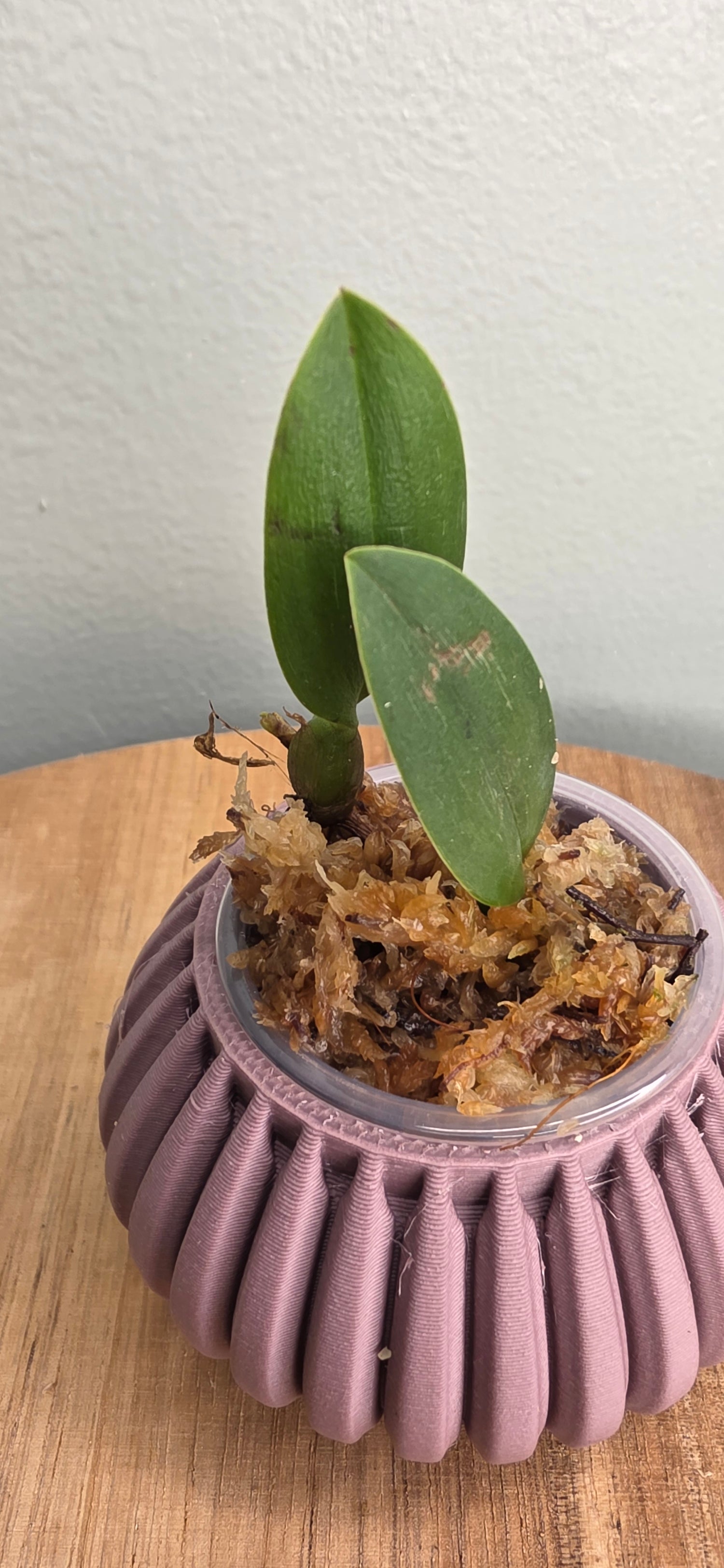 Bulbophyllum bolsteri