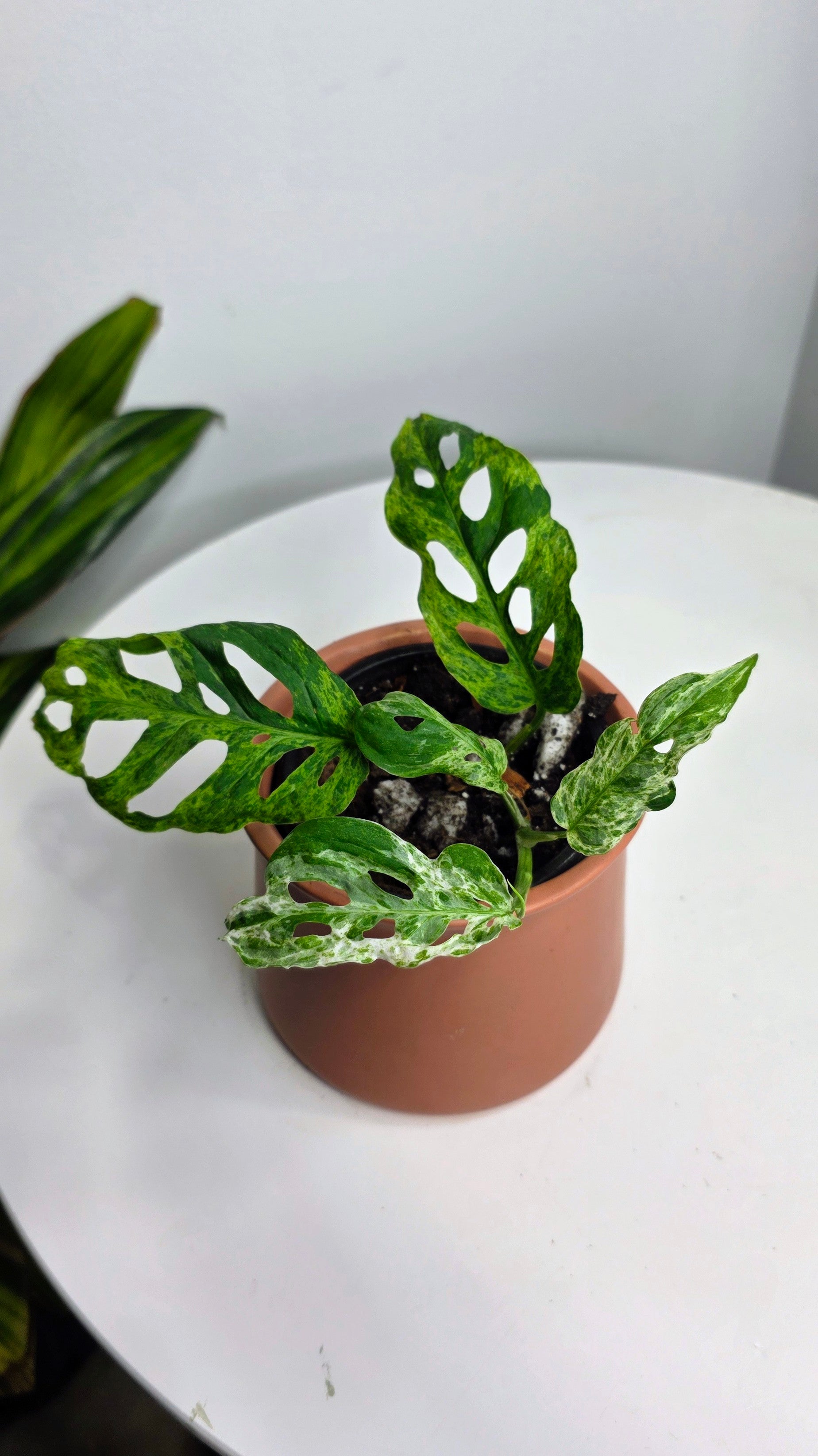 Monstera Adansonii Frozen Freckles D