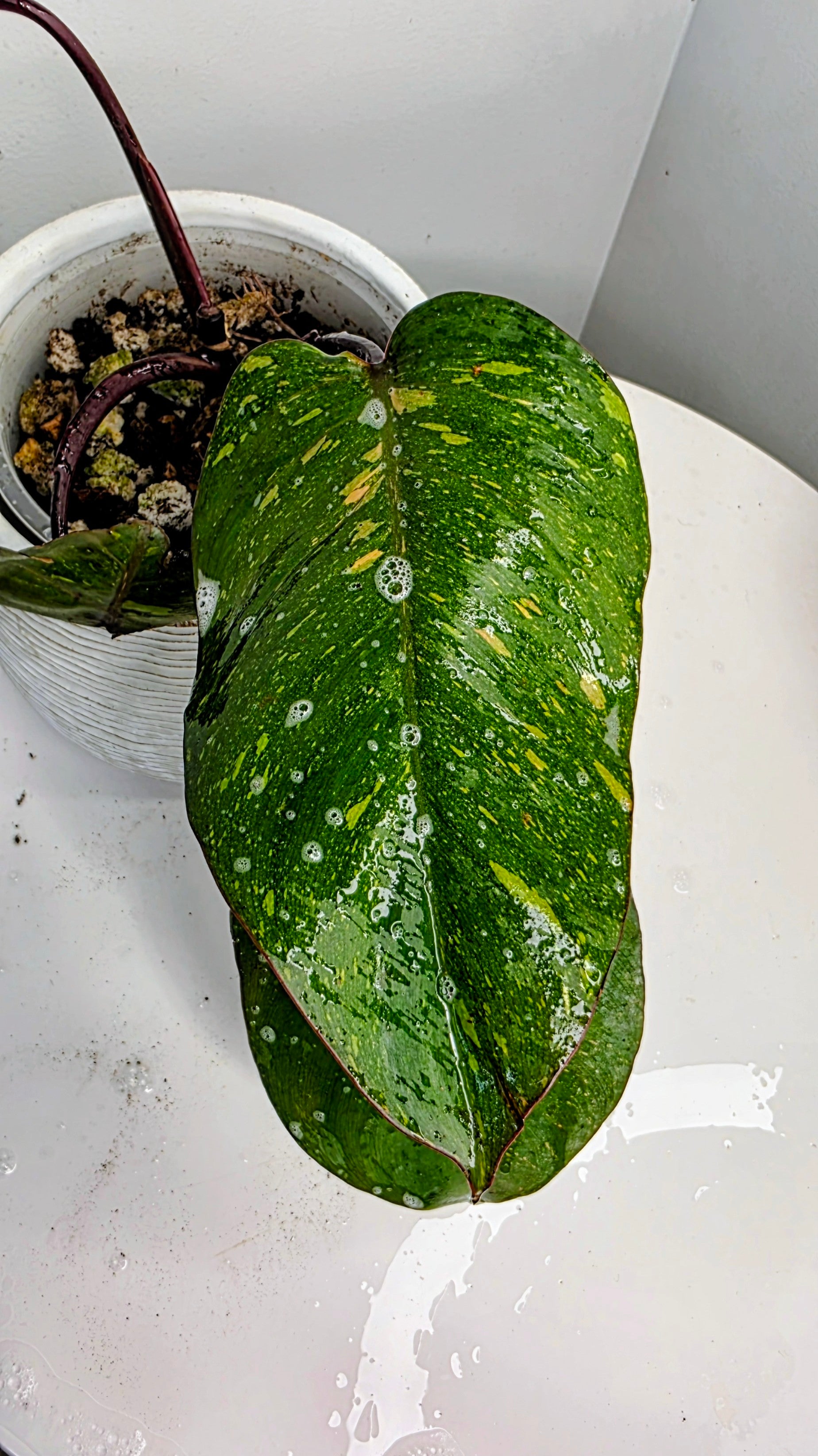 Philodendron Orange Princess C