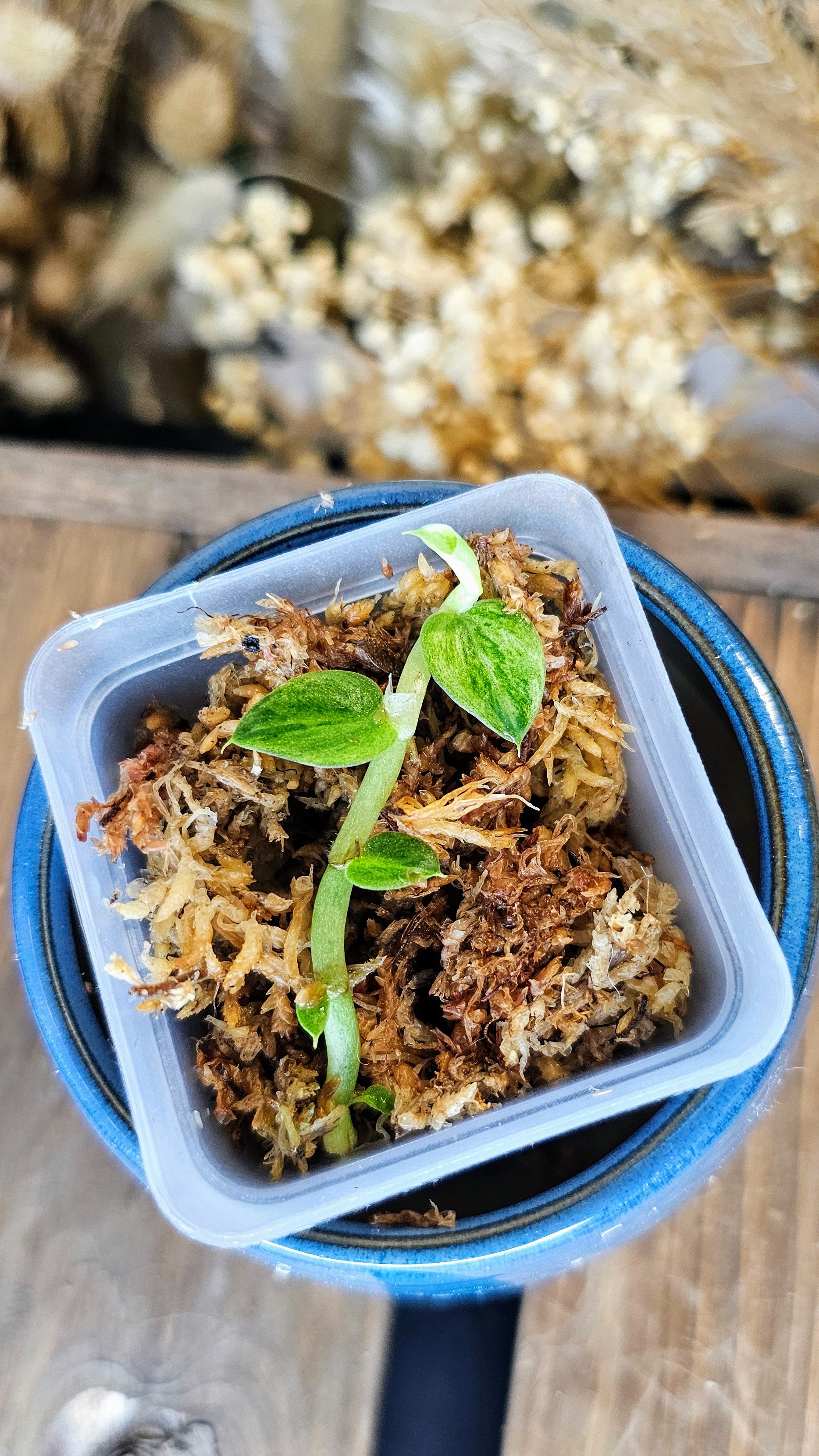 Rhaphidophora hayi silver variegated