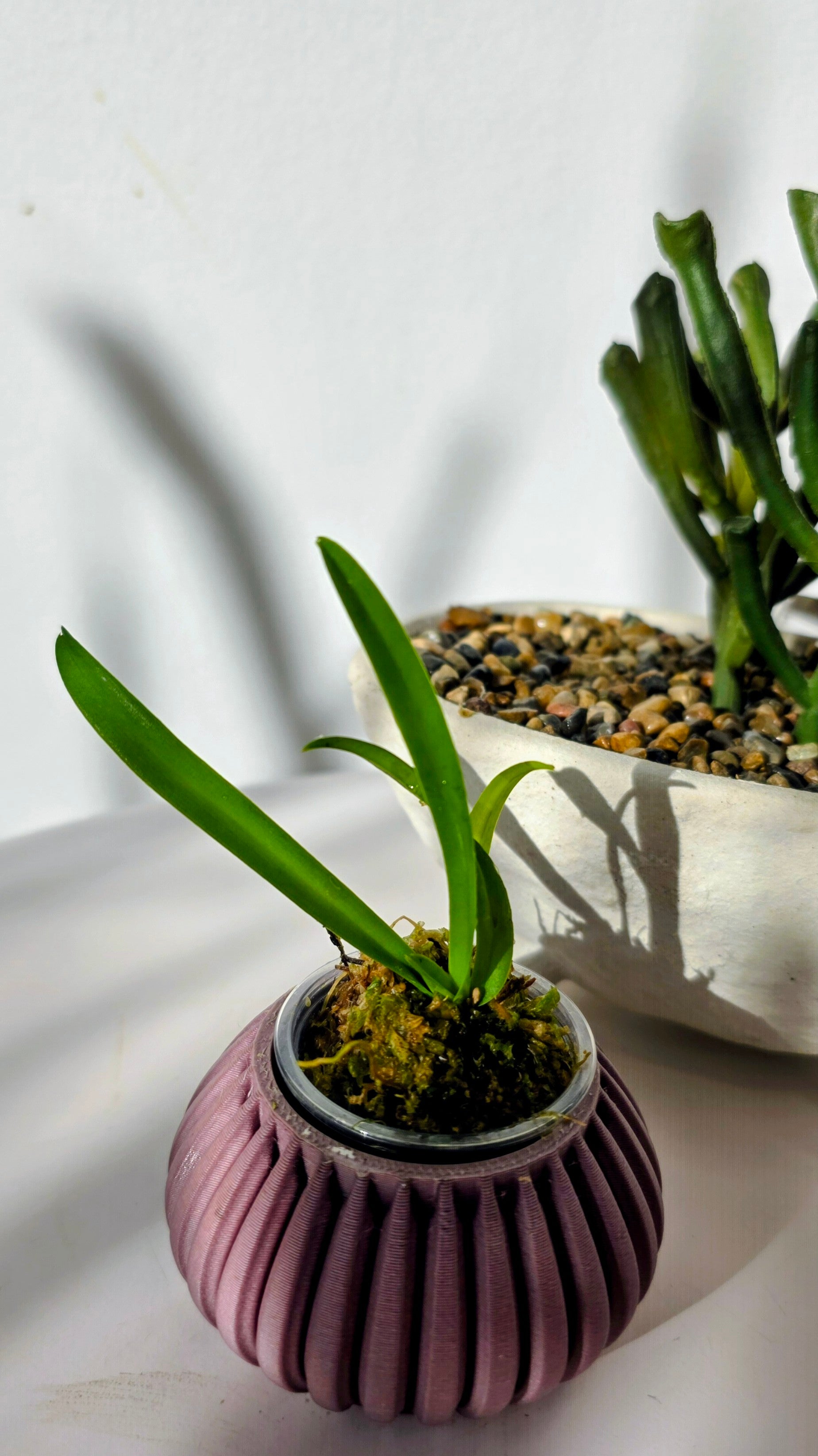 Vanda denisoniana