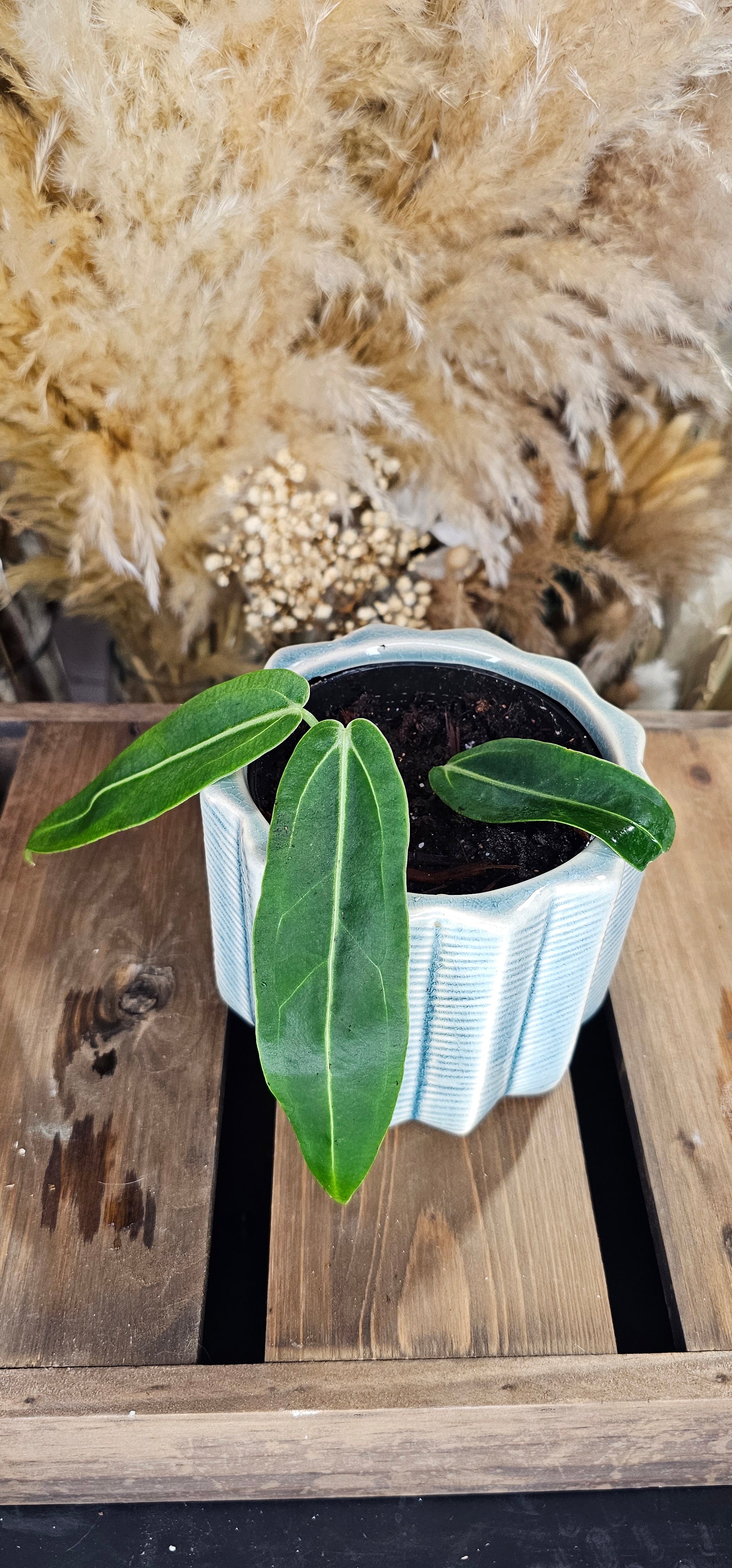 Anthurium Warocqueanum (WAW01)