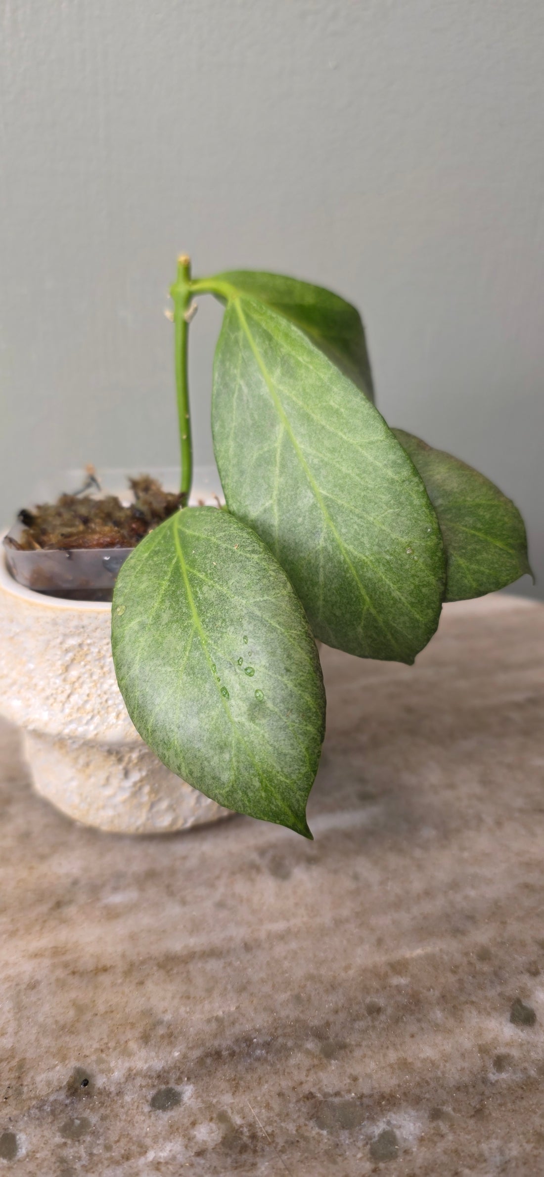 Hoya Obscura Silver A