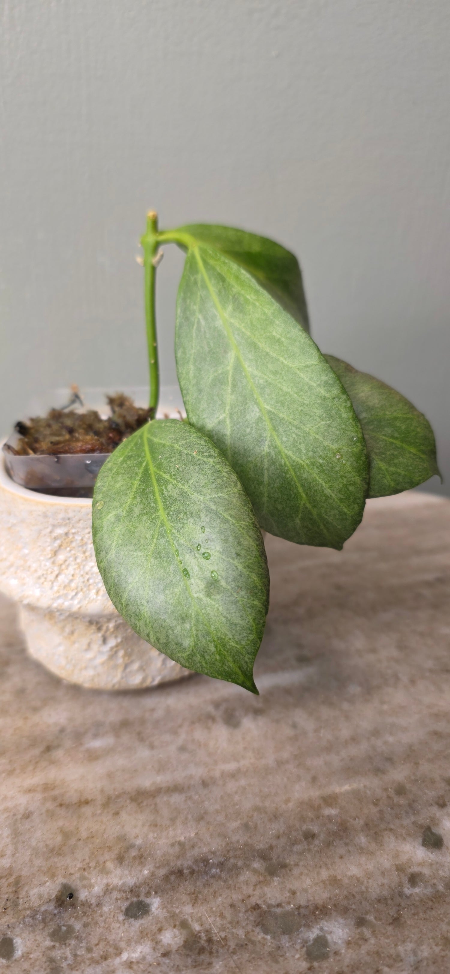Hoya Obscura Silver A