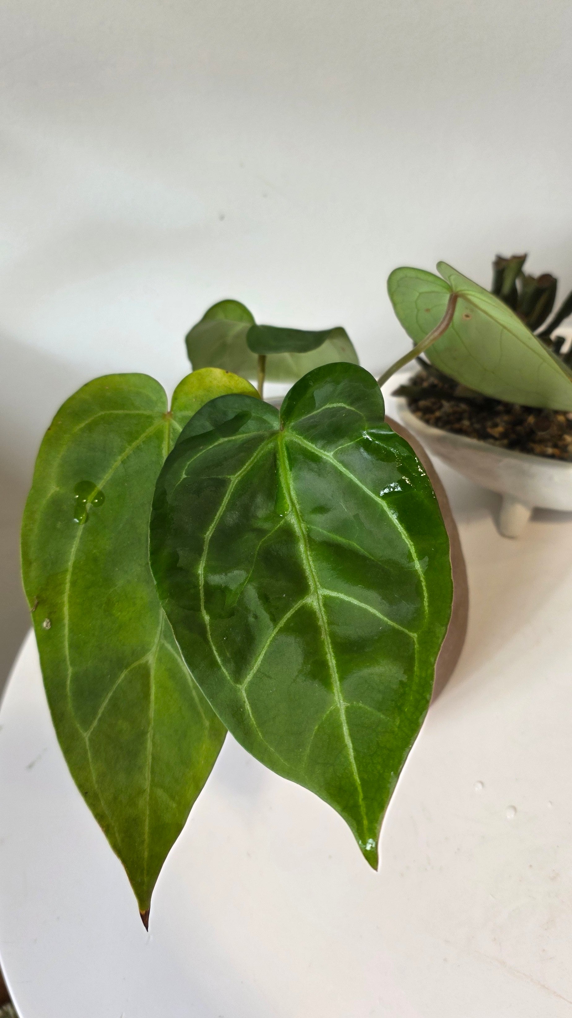 Anthurium Red Crystallinum X Forgetii "a"