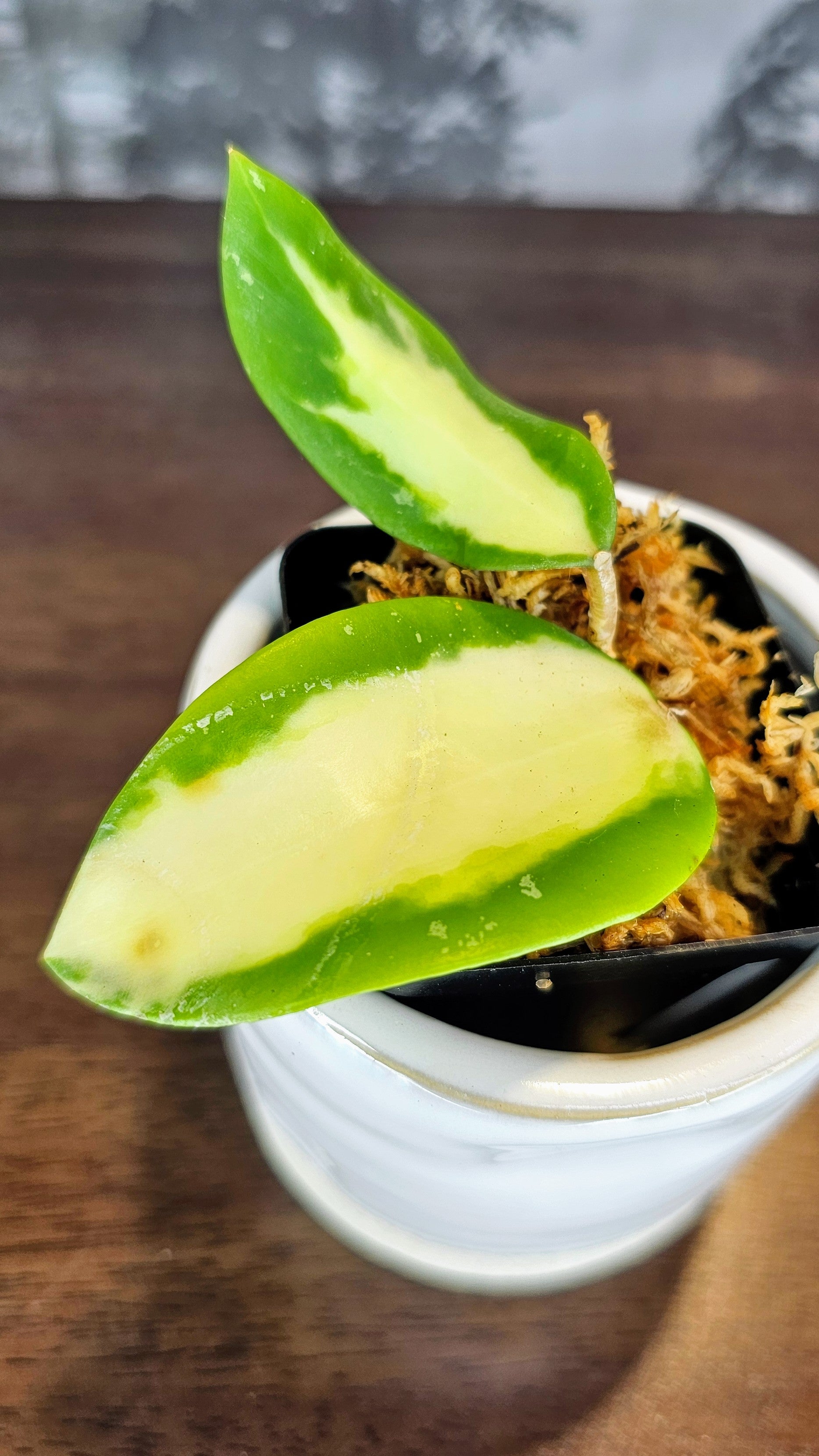 Hoya acuta inner variegated (WH 57)