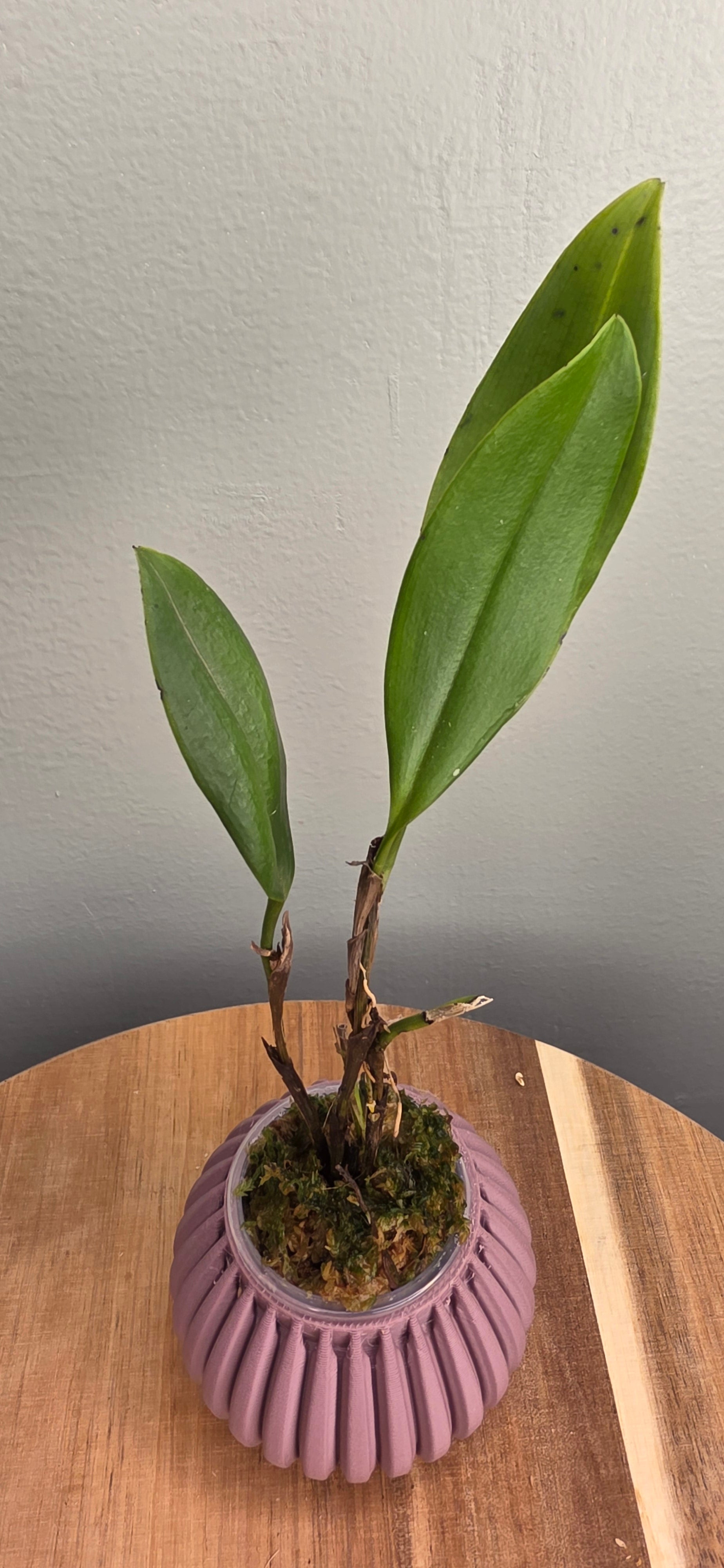 Zootrophion lappaceum