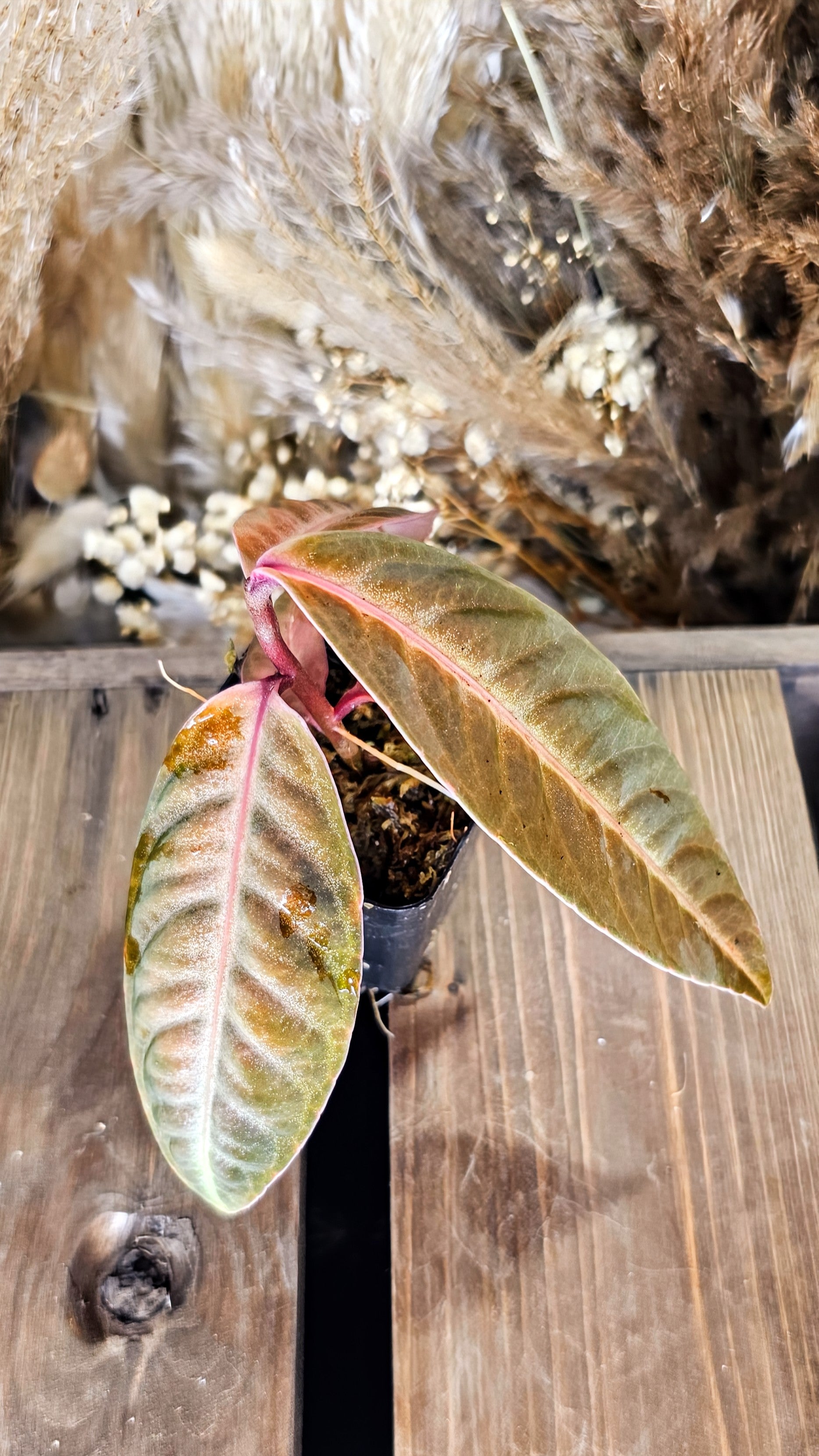 Labisa sp. Suade (WL03)