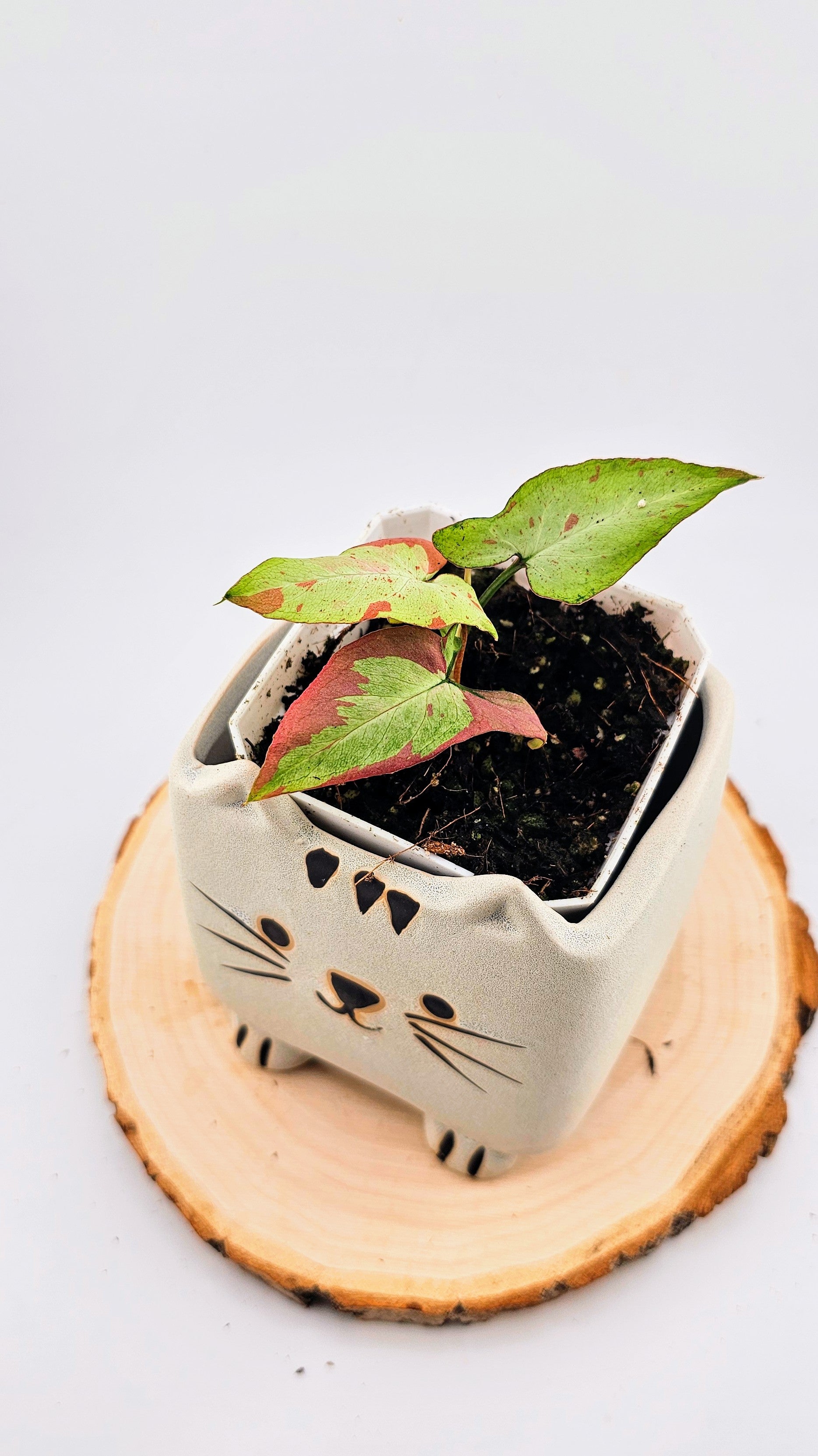 Syngonium orm nagpum pink salmon (B)