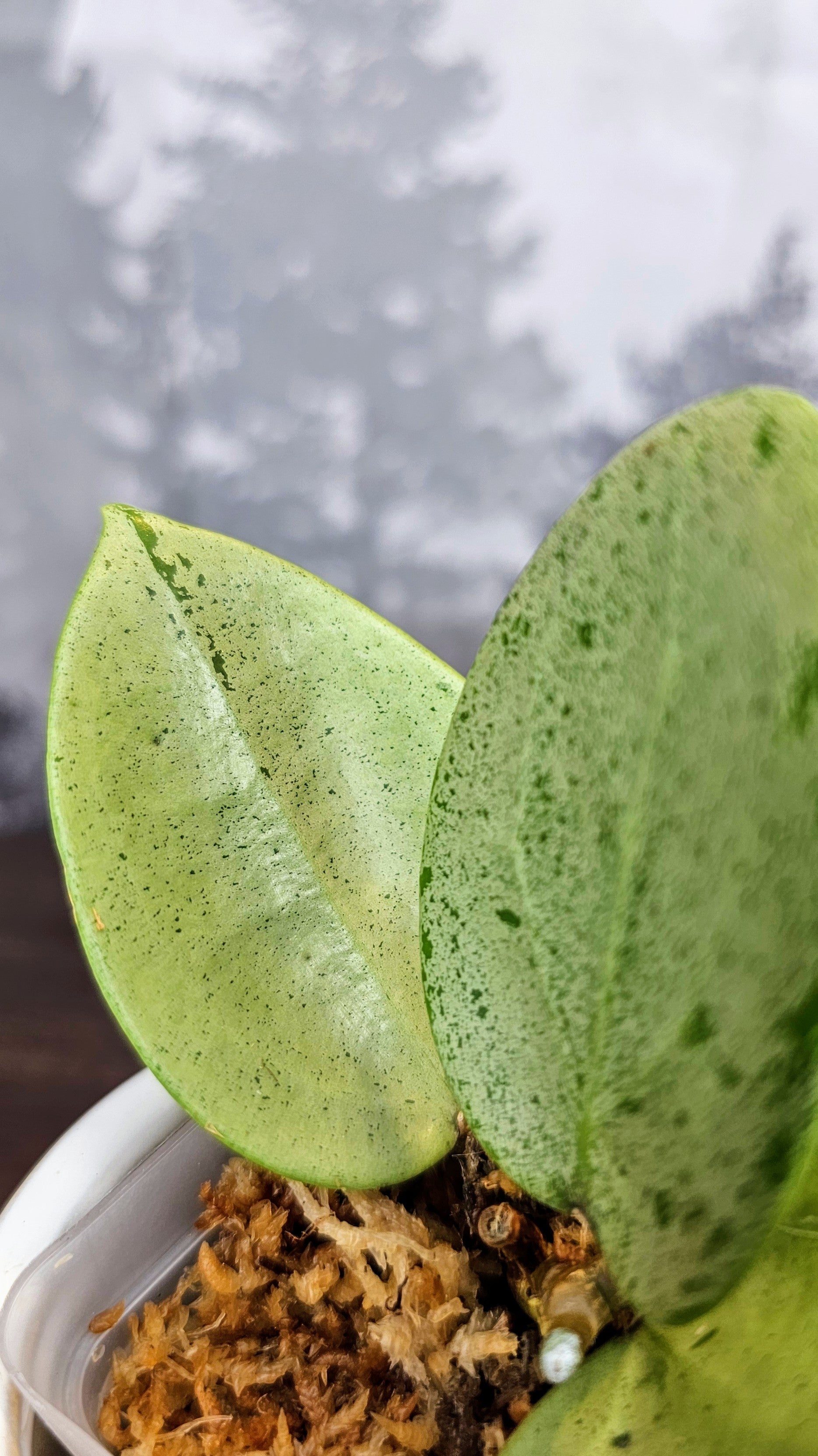 Hoya Parasitica Silver Ghost (WH 33)