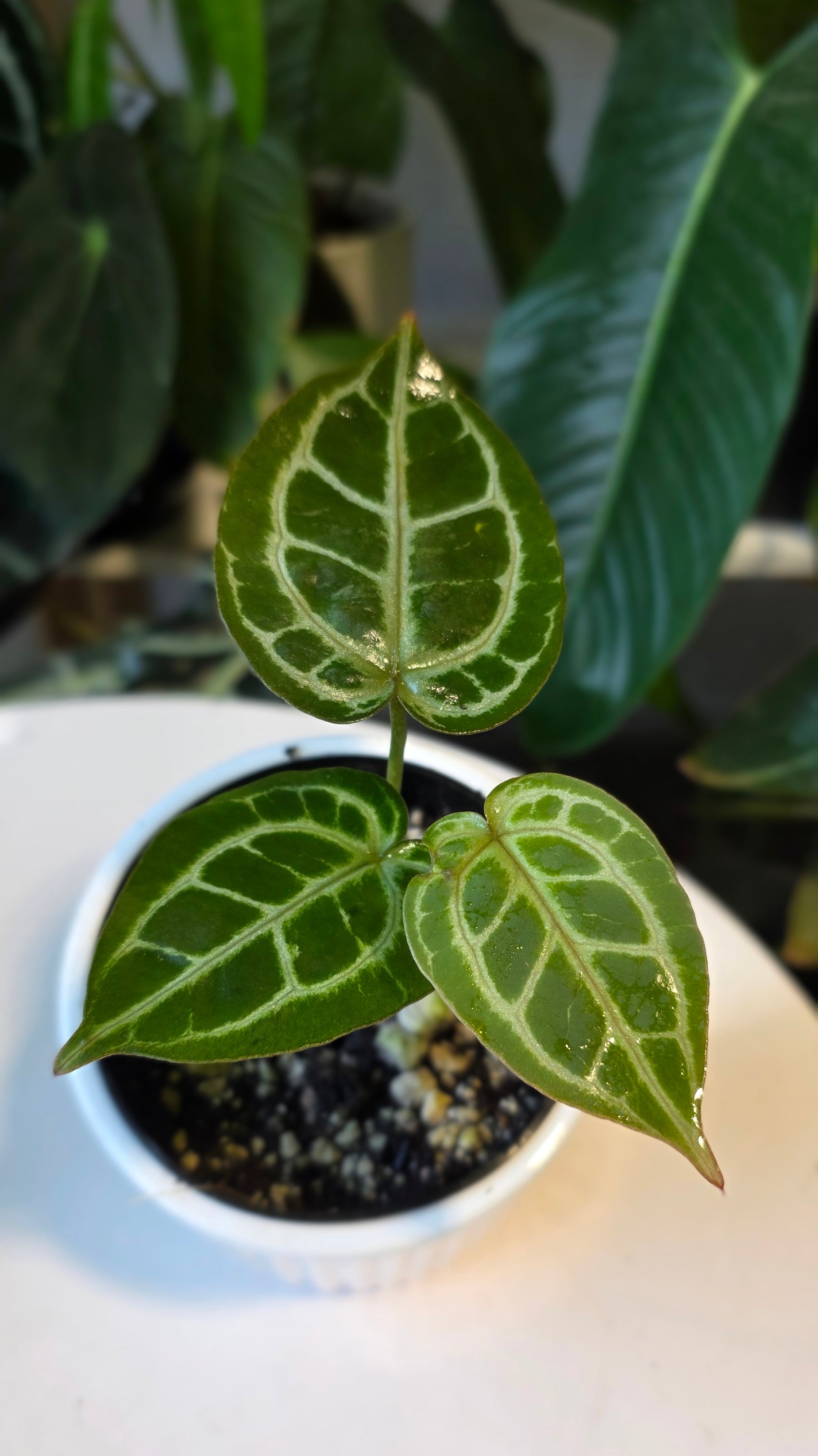 Anthurium HU King of Spades x Red Crystal (B)