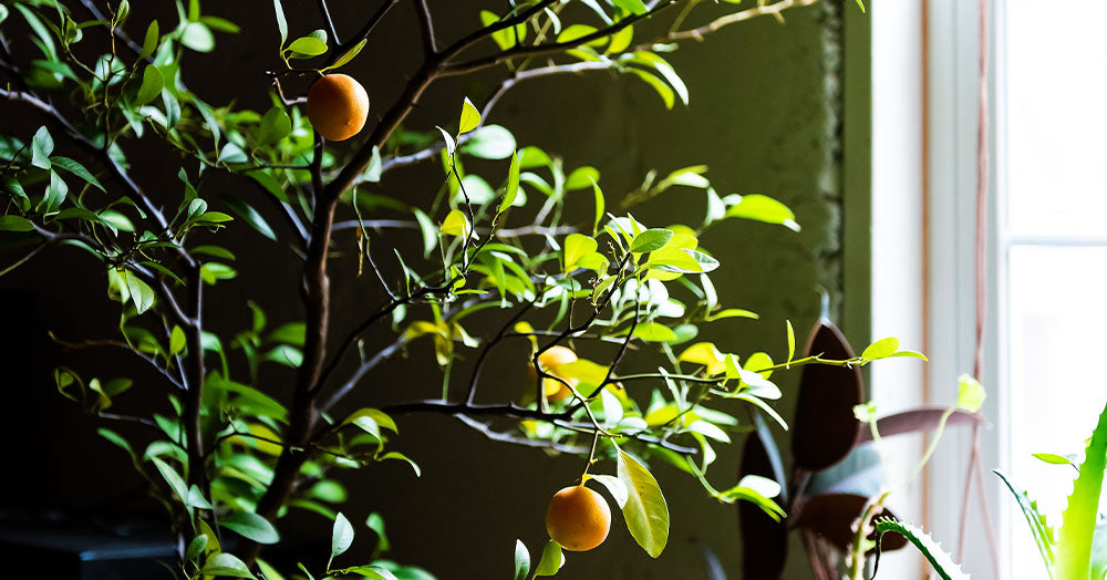 Mastering Indoor Citrus Care: How to Grow Citrus Trees Indoors