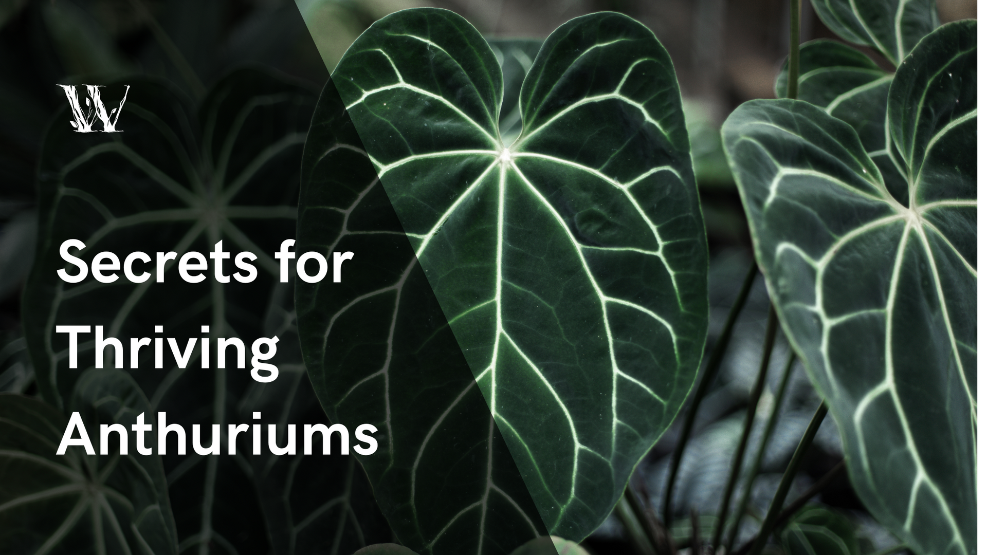 artificial dieffenbachia leaves The Abundant Beginnings: Artificial Dieffenbachia Plant