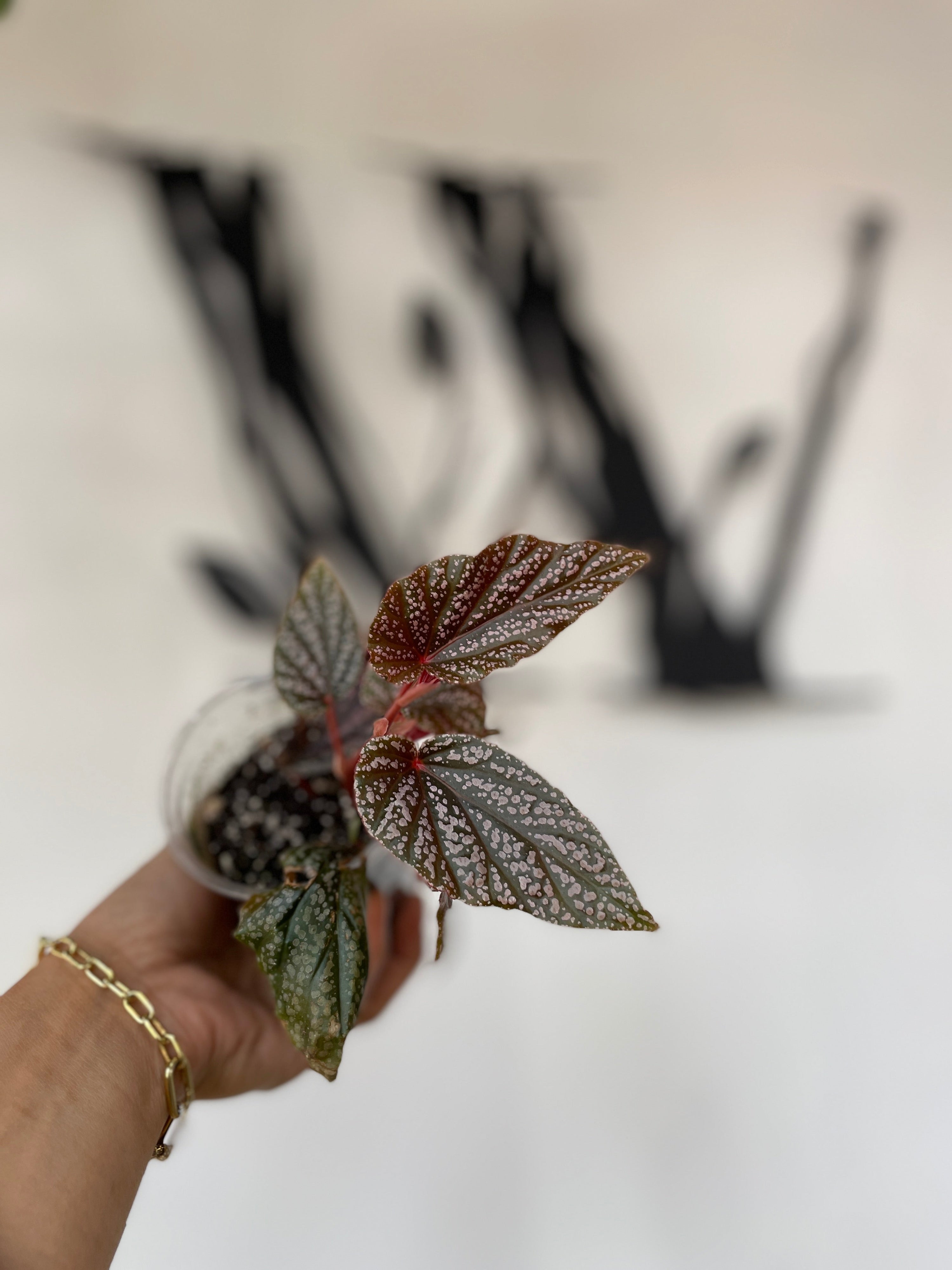 Exotic Beauty: Begonia Benigo Pink