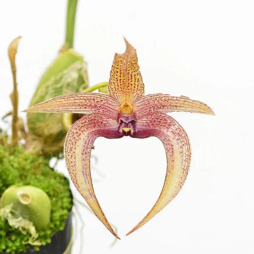 Orchids