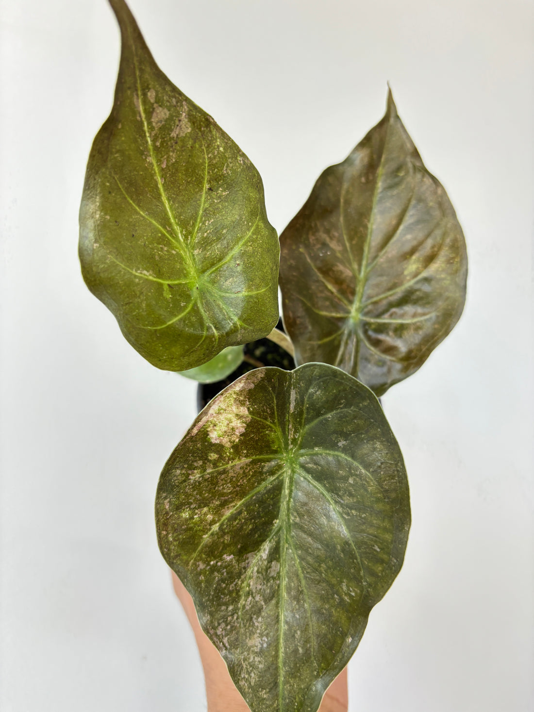 Alocasia Wentii Variegated