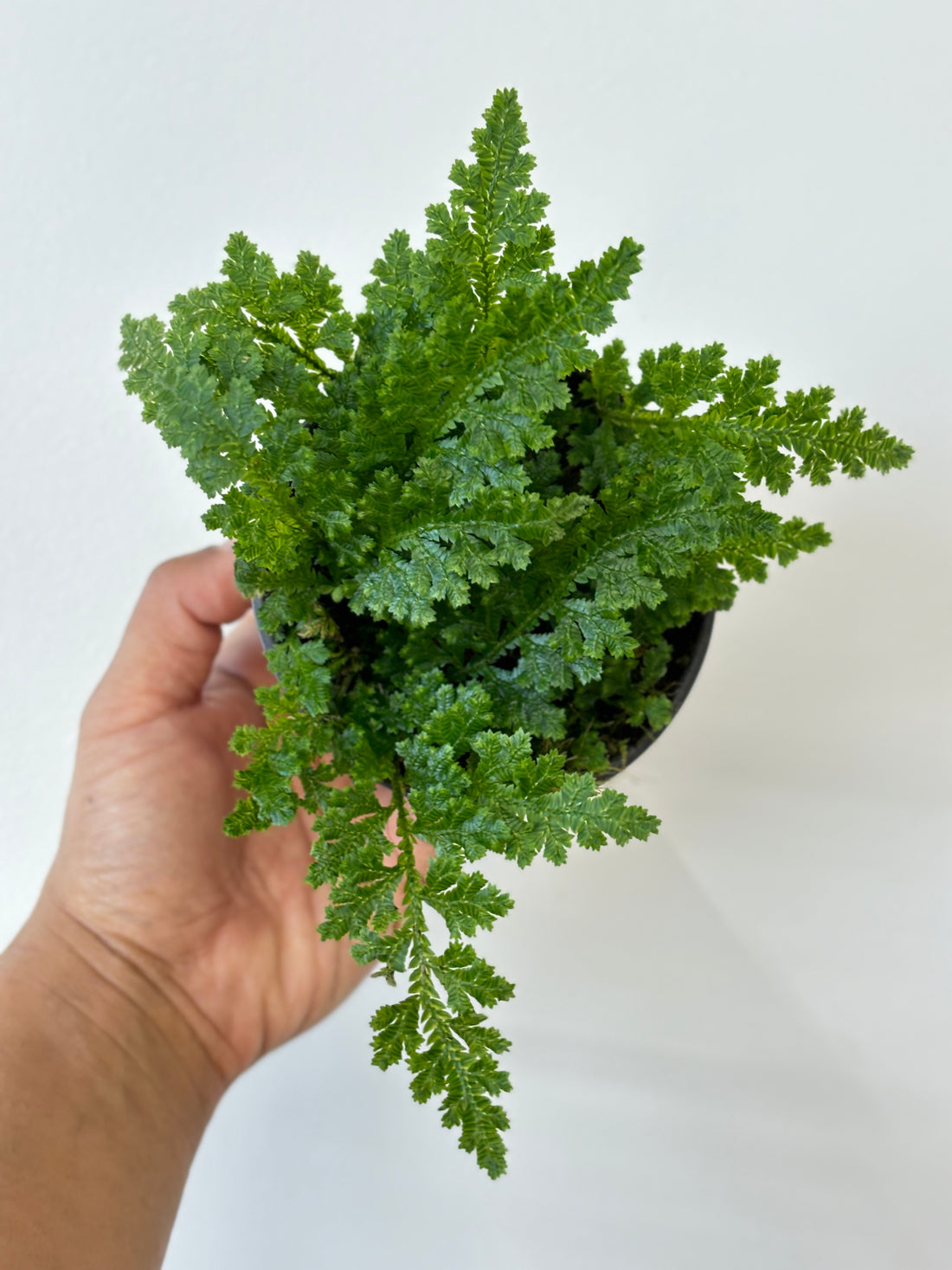 Selaginella Amazonia