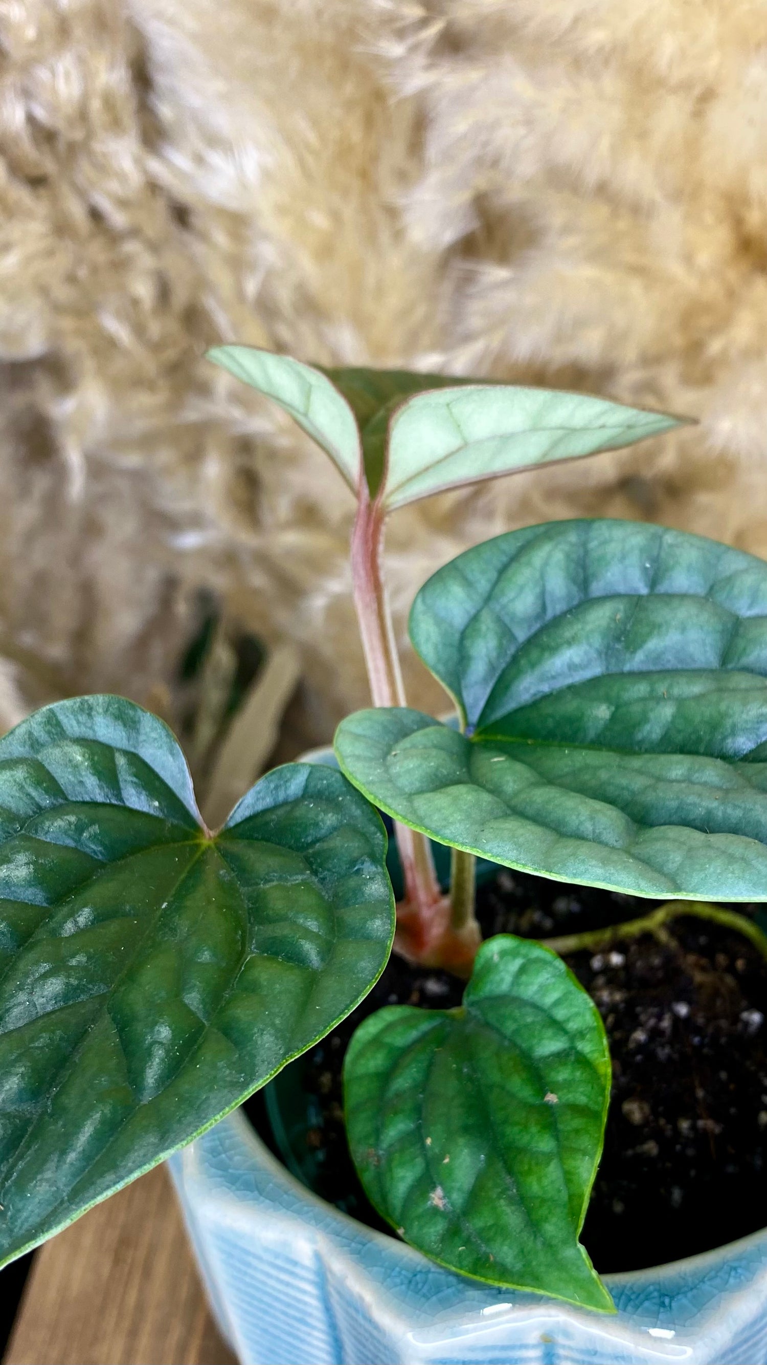 anthurium luxurian Platinum Luxurian 4" – Wilderly