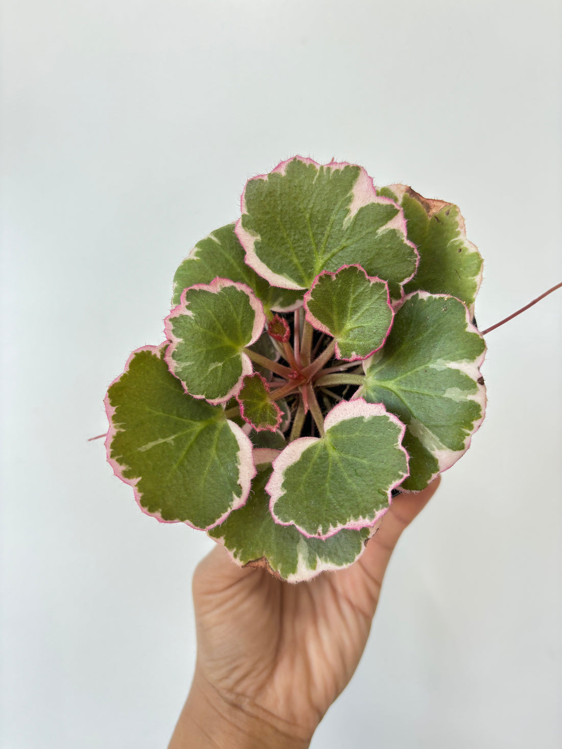 Strawberry Begonia Tricolour