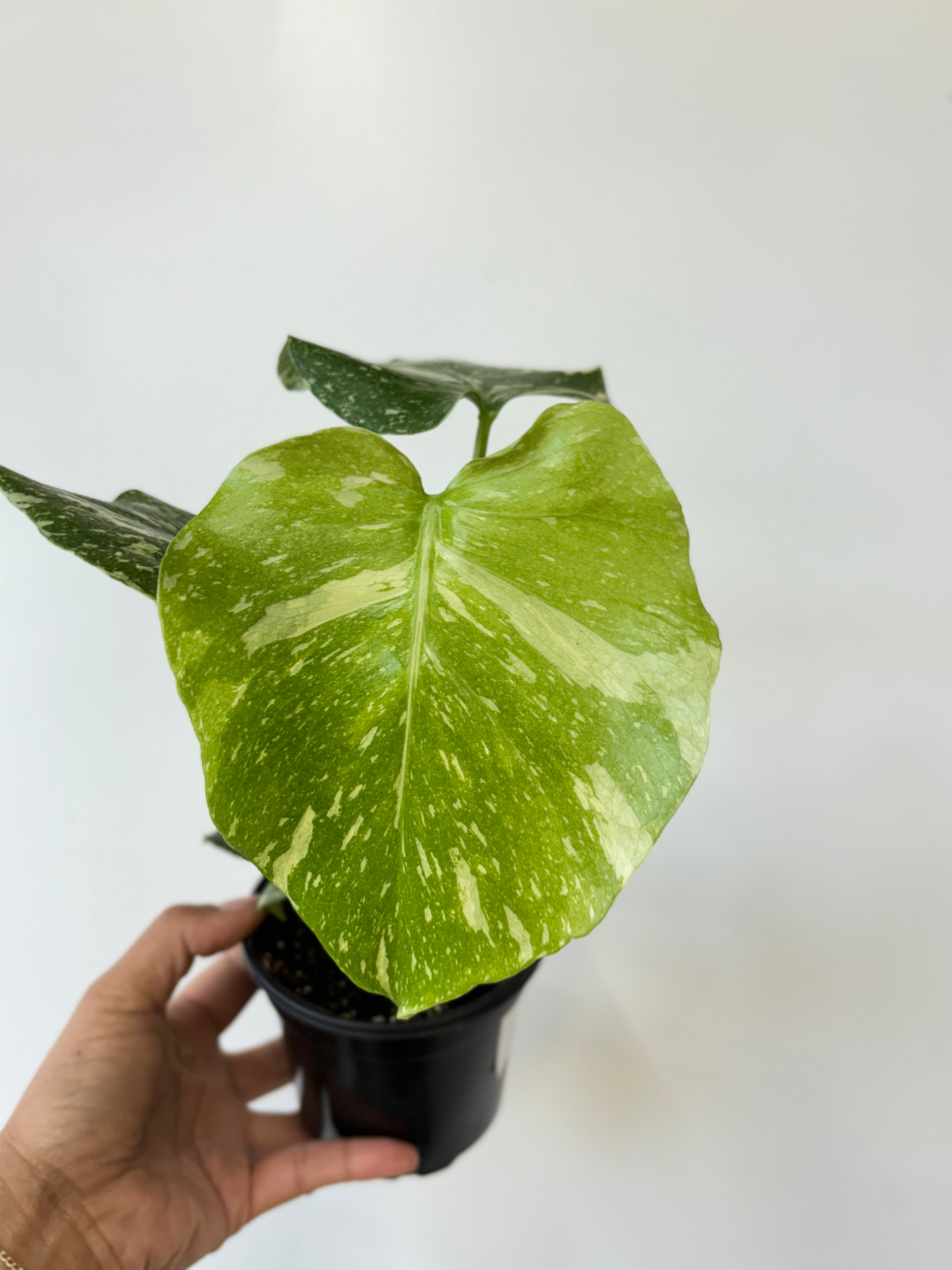 Monstera Thai Constellation-Medium