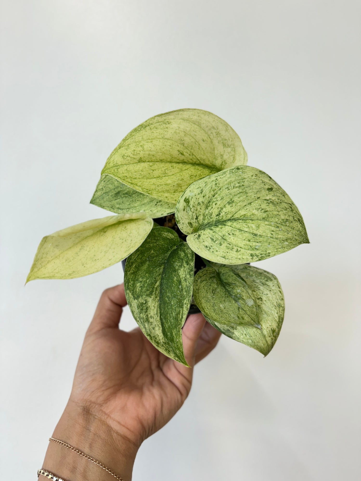 Scindapsus Jade Satin Marble Variegata