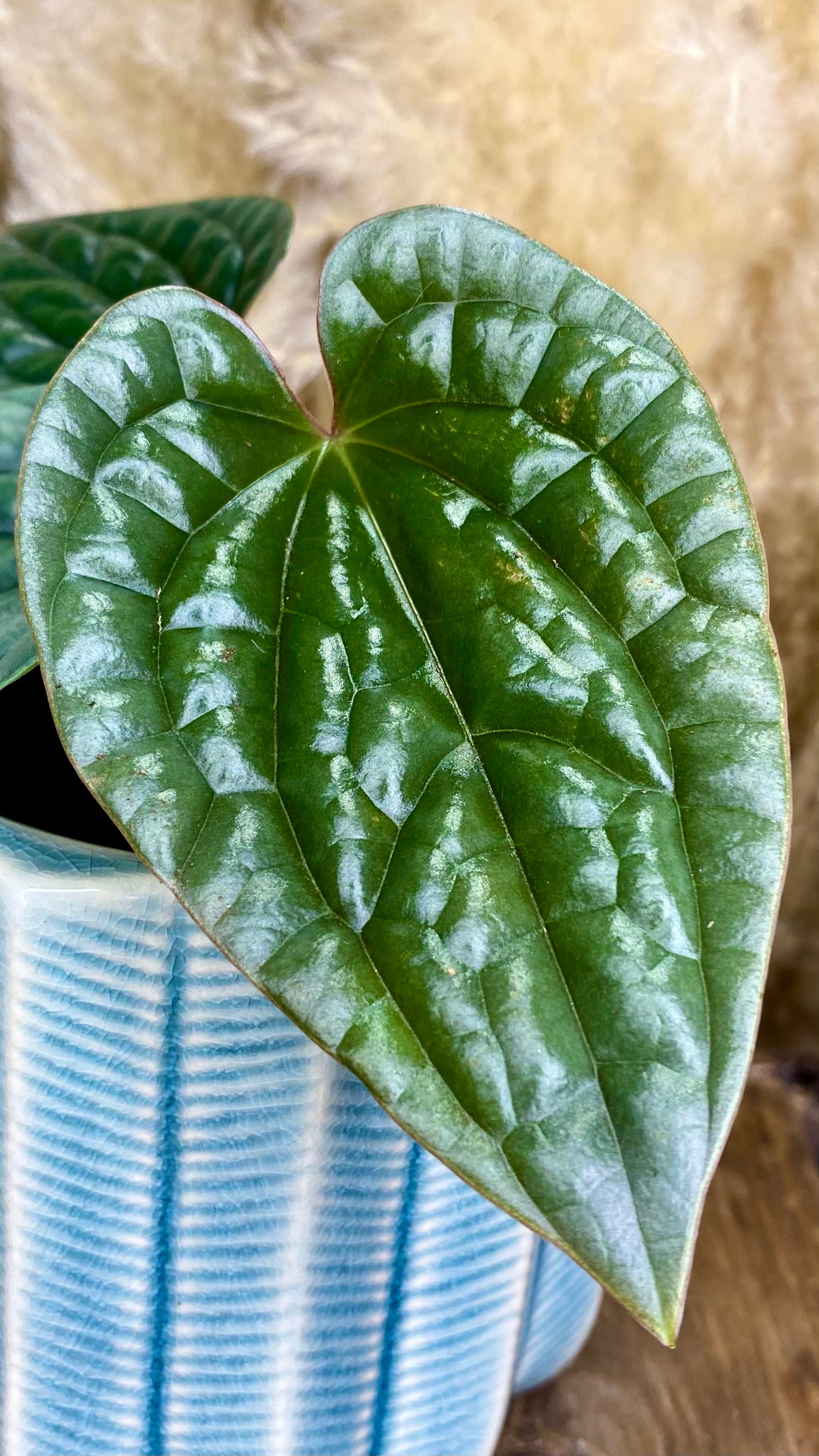 anthurium luxurians platinum Platinum Luxurian 4" – Wilderly