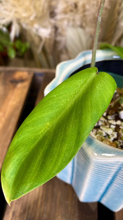 Philodendron Florida Beauty WP 48