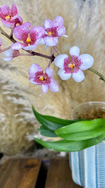 Butterfly orchid