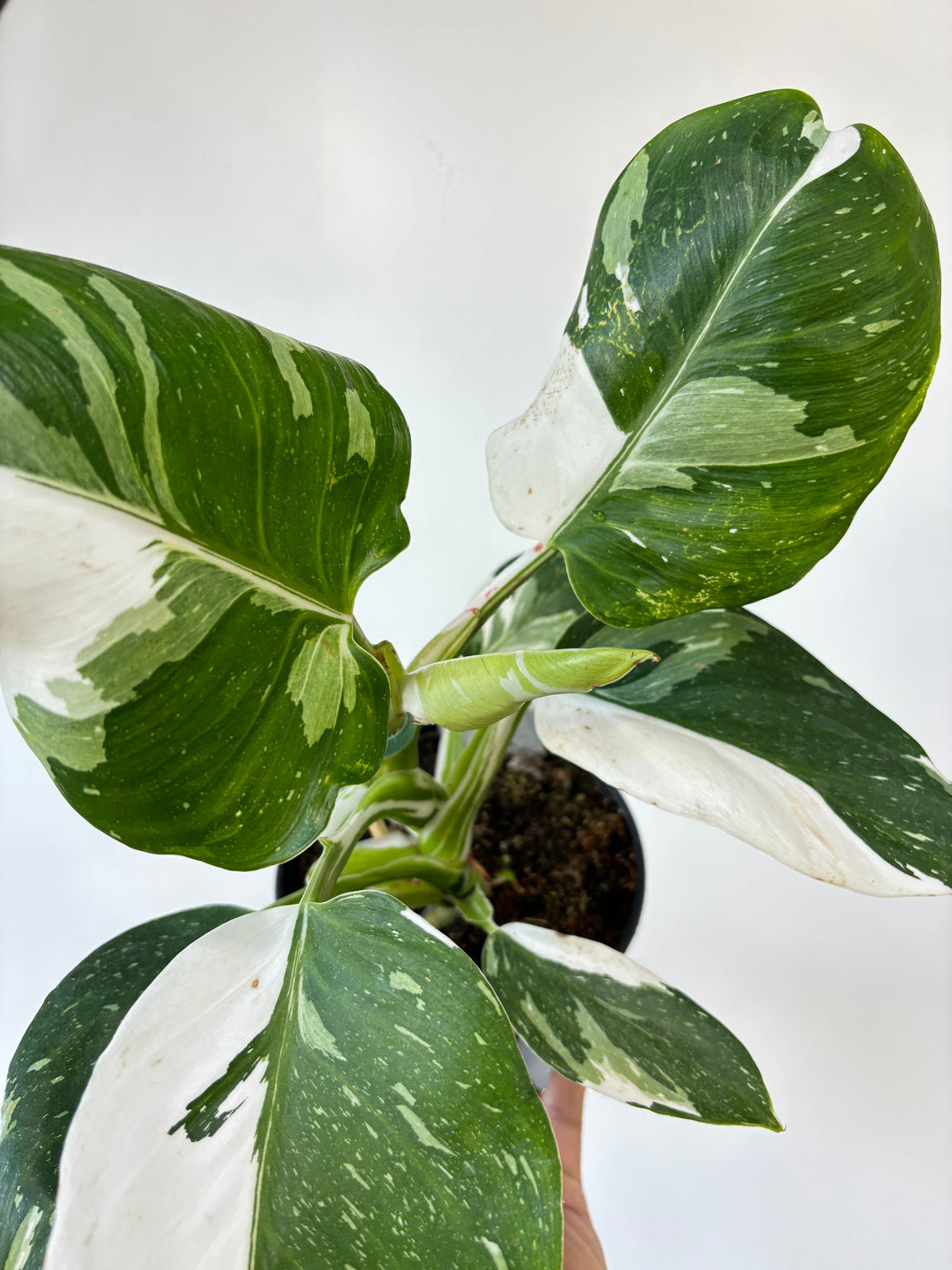 Philodendron White Wizard 6&quot;