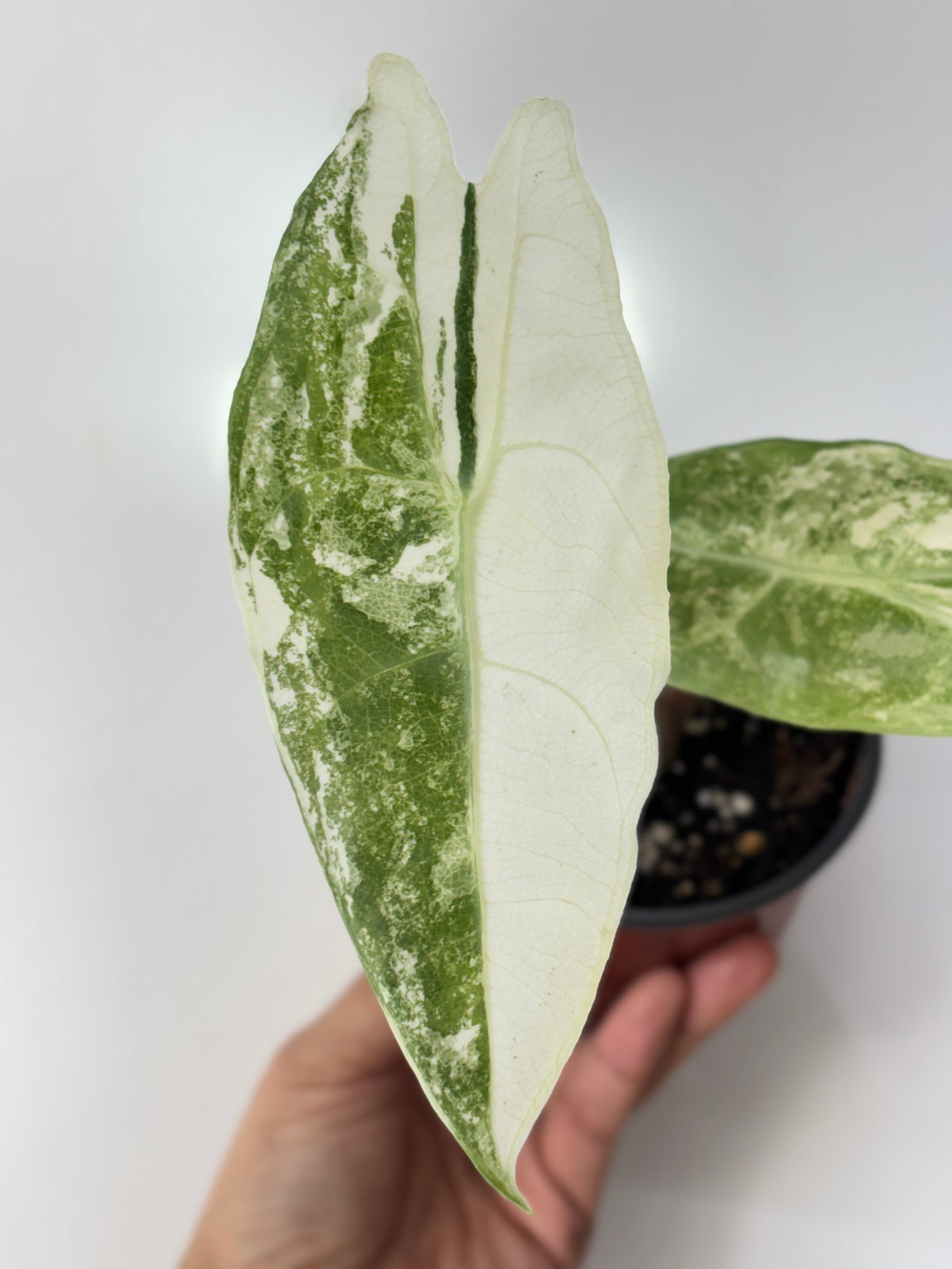 (A2) Alocasia Longiloba Variegated