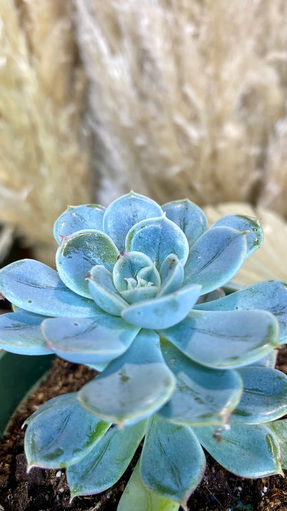 Echeveria Lilacina