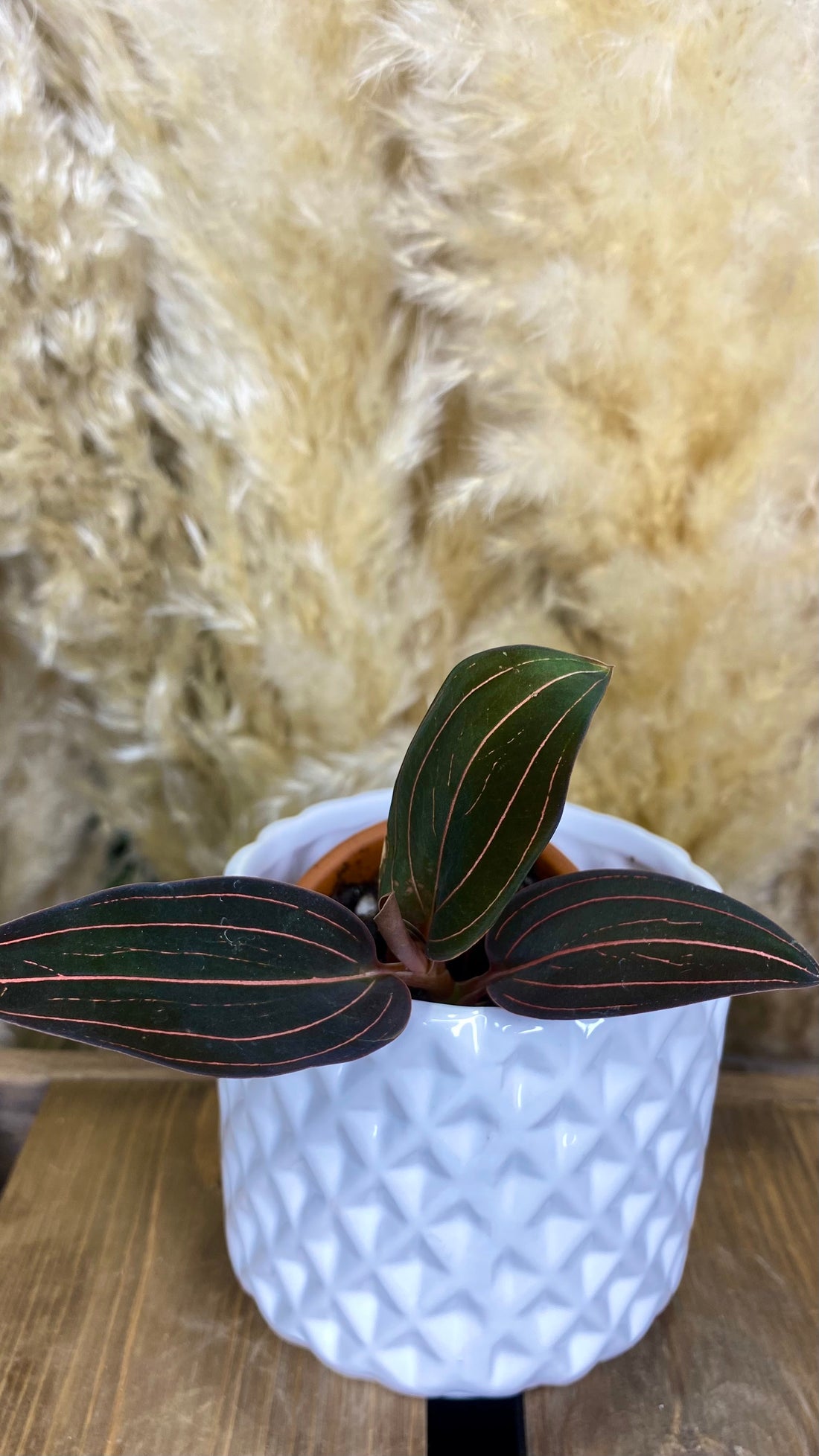 Ludisia Discolor