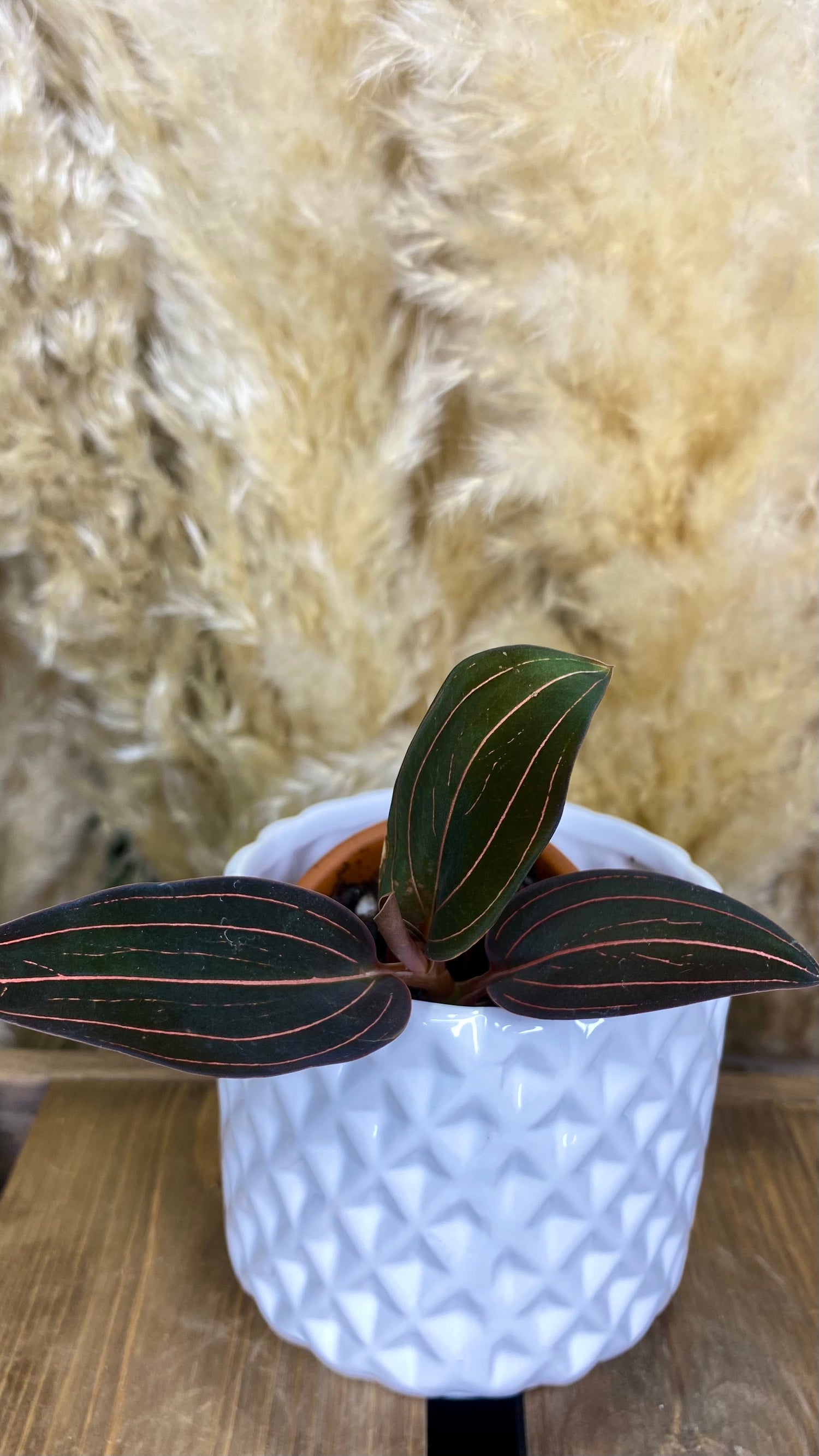 Ludisia Discolor