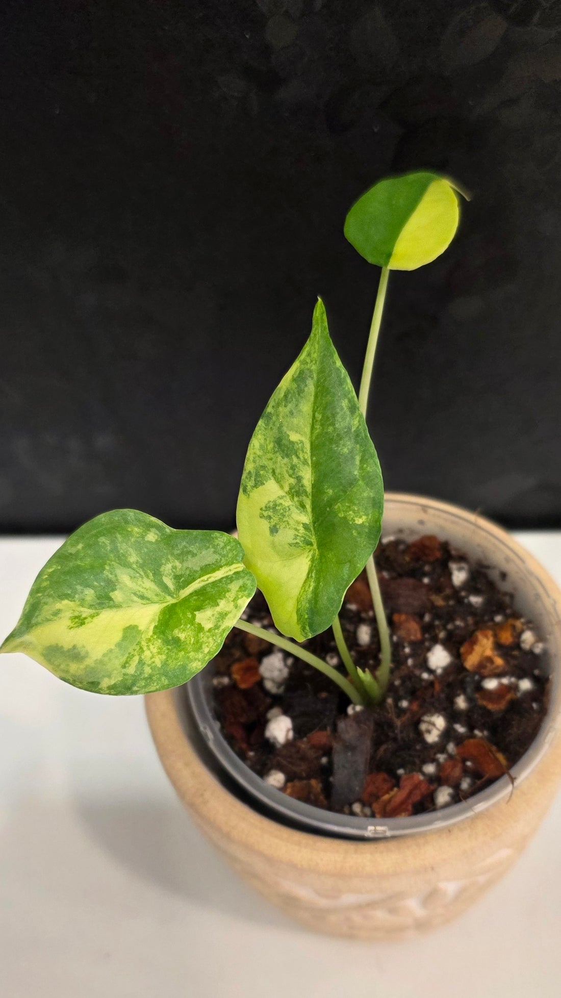 Alocasia Heterphylla Metallic Blue Aurea A