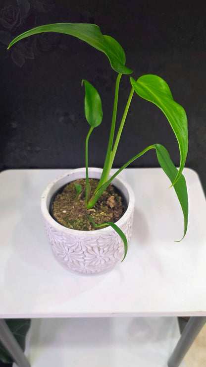 Monstera Burle Marx Flame 4"