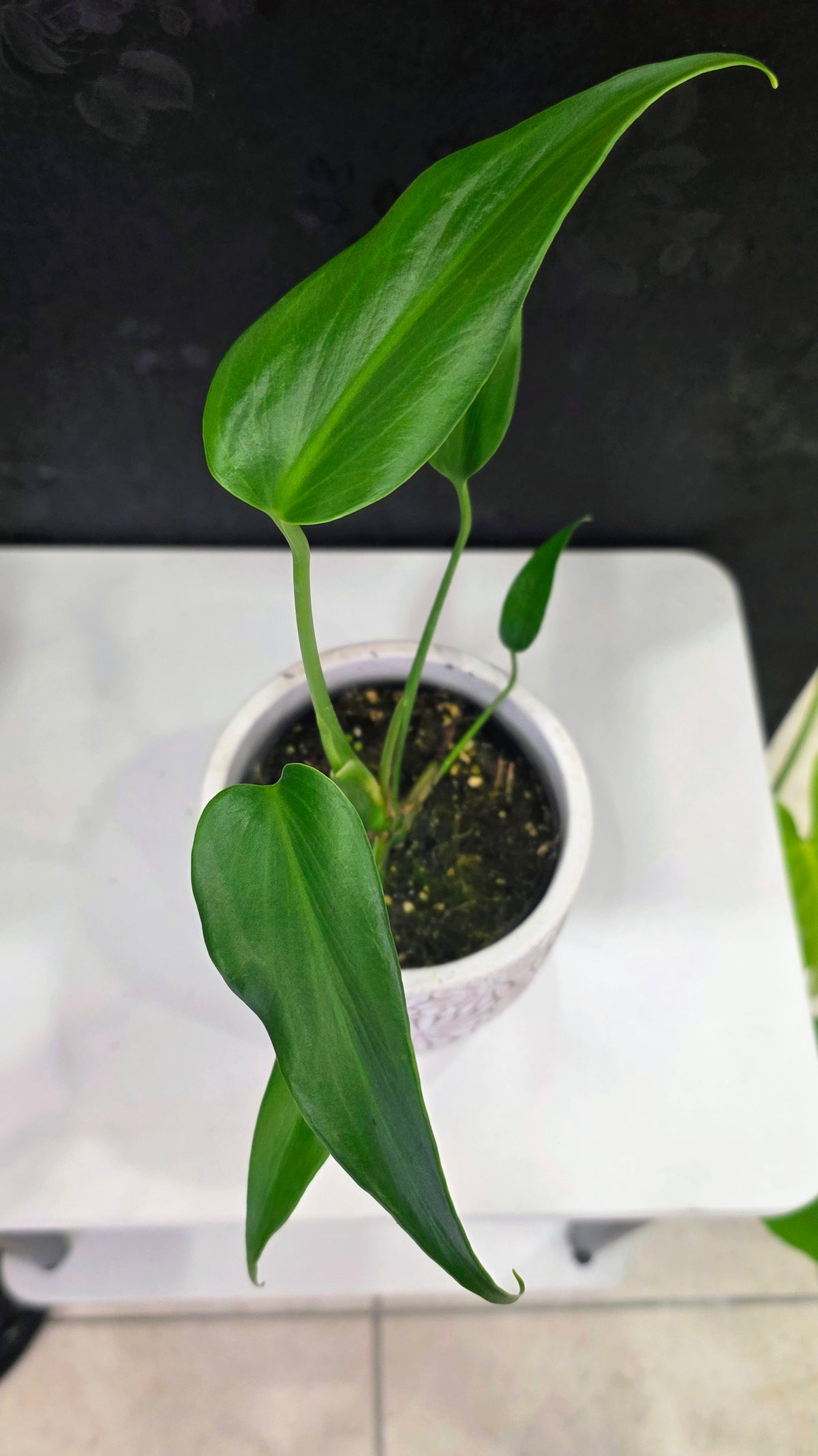 Monstera Burle Marx Flame 4"