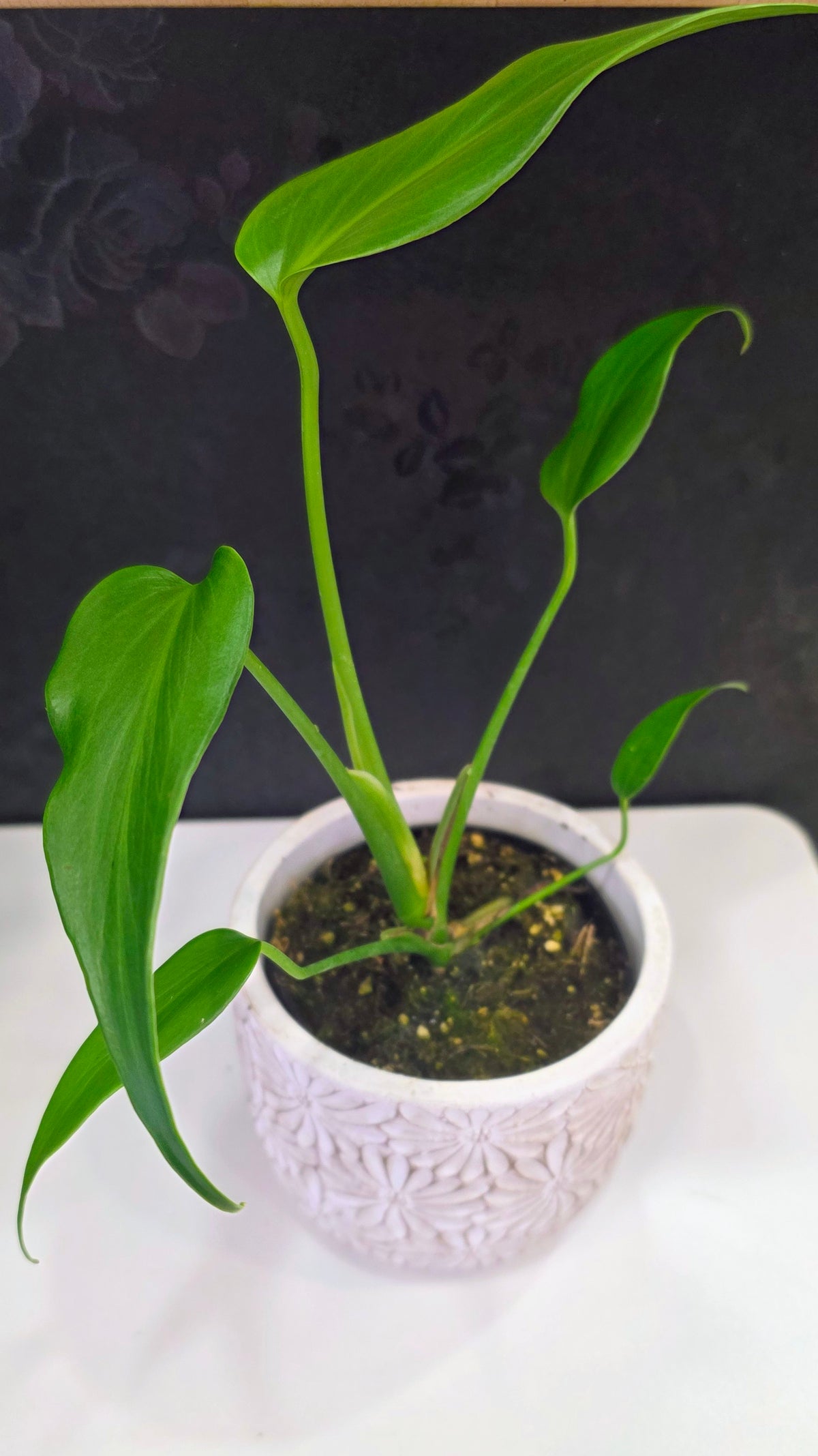 Monstera Burle Marx Flame 4"