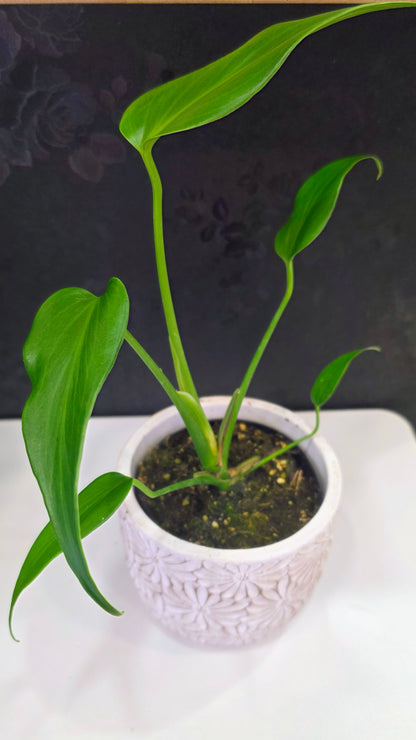 Monstera Burle Marx Flame 4"
